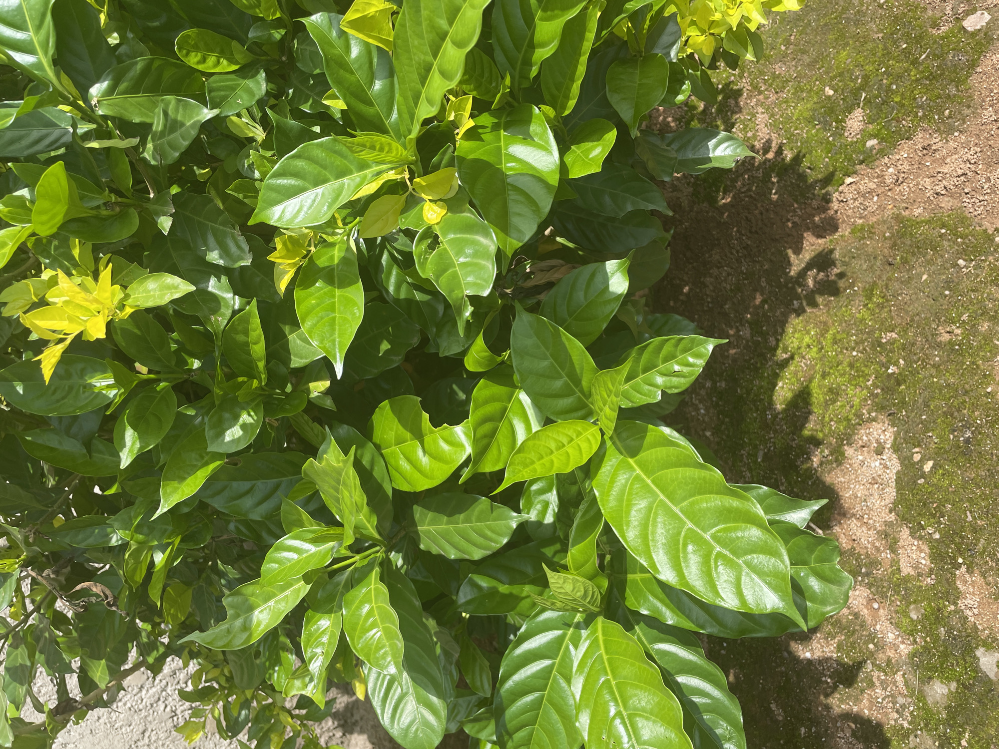 The image displays a close-up view of lush green foliage, likely from a coffee plant, with some leaves exhibiting a bright yellow-green hue, suggesting new growth or a specific variety. The leaves are broad, glossy, and appear healthy, with visible veins. Sunlight dapples the foliage, creating highlights and shadows. In the lower portion of the image, the ground is visible, characterized by a mix of soil, small pebbles, and patches of green moss. A shadow cast by the plants falls across this ground. To the left, a portion of a textured, light-colored wall is visible, possibly concrete or stucco. The scene appears to be an outdoor setting, likely in a garden or natural environment within the city of Kakau, Nigeria. There are no people or animals present in the image.
