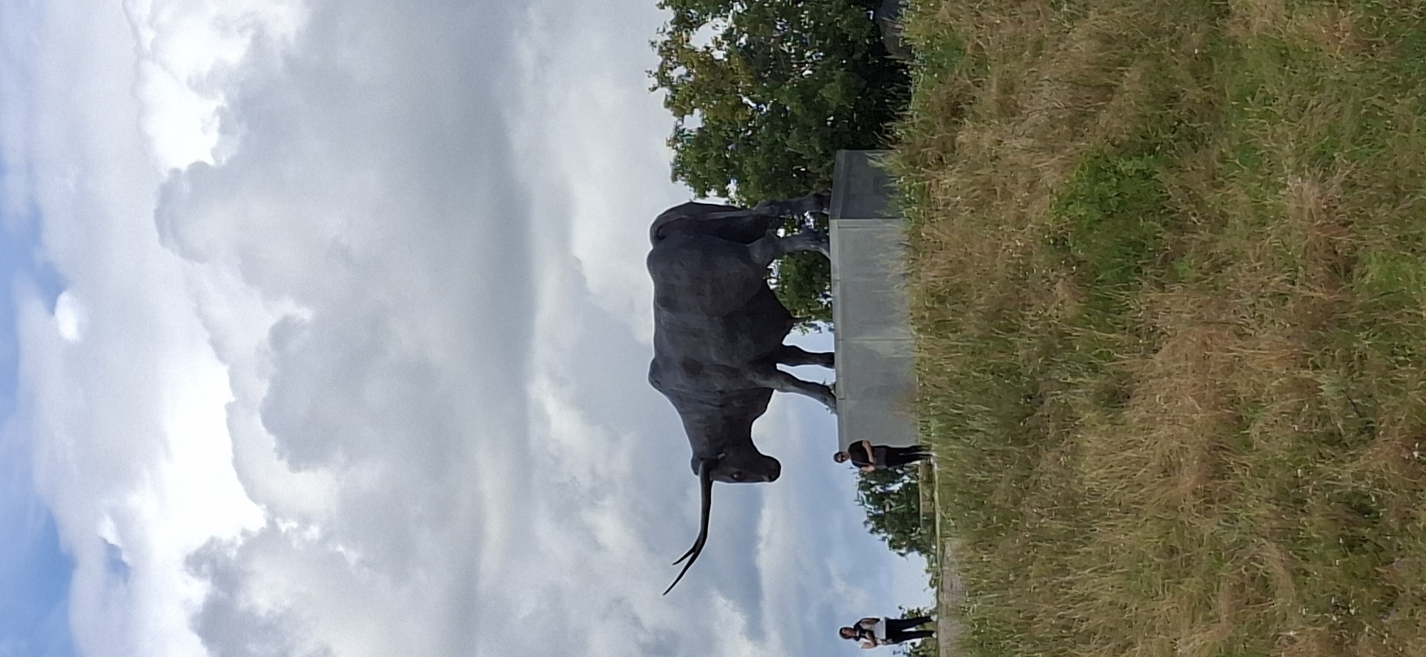 This is a vertical, full-shot photograph taken outdoors, depicting a large bronze bull statue on a concrete pedestal. The statue faces left, with its head lowered and long horns extended. The bull is dark gray and appears to be of a longhorn breed. Two people are visible near the base of the pedestal. One, on the left, wears a white top and dark pants, with dark hair. The other, in the center, wears a dark top and pants, also with dark hair. They are standing on a grassy area. The background shows a cloudy sky with patches of blue, and a dense cluster of green trees to the right of the bull. The foreground is a grassy hill with dry, tall grass. The statue is located in Rakvere, Estonia, specifically in Rakvere Castle park, where it is known as the "Rakvere Bull" or "Tundrasaurus."