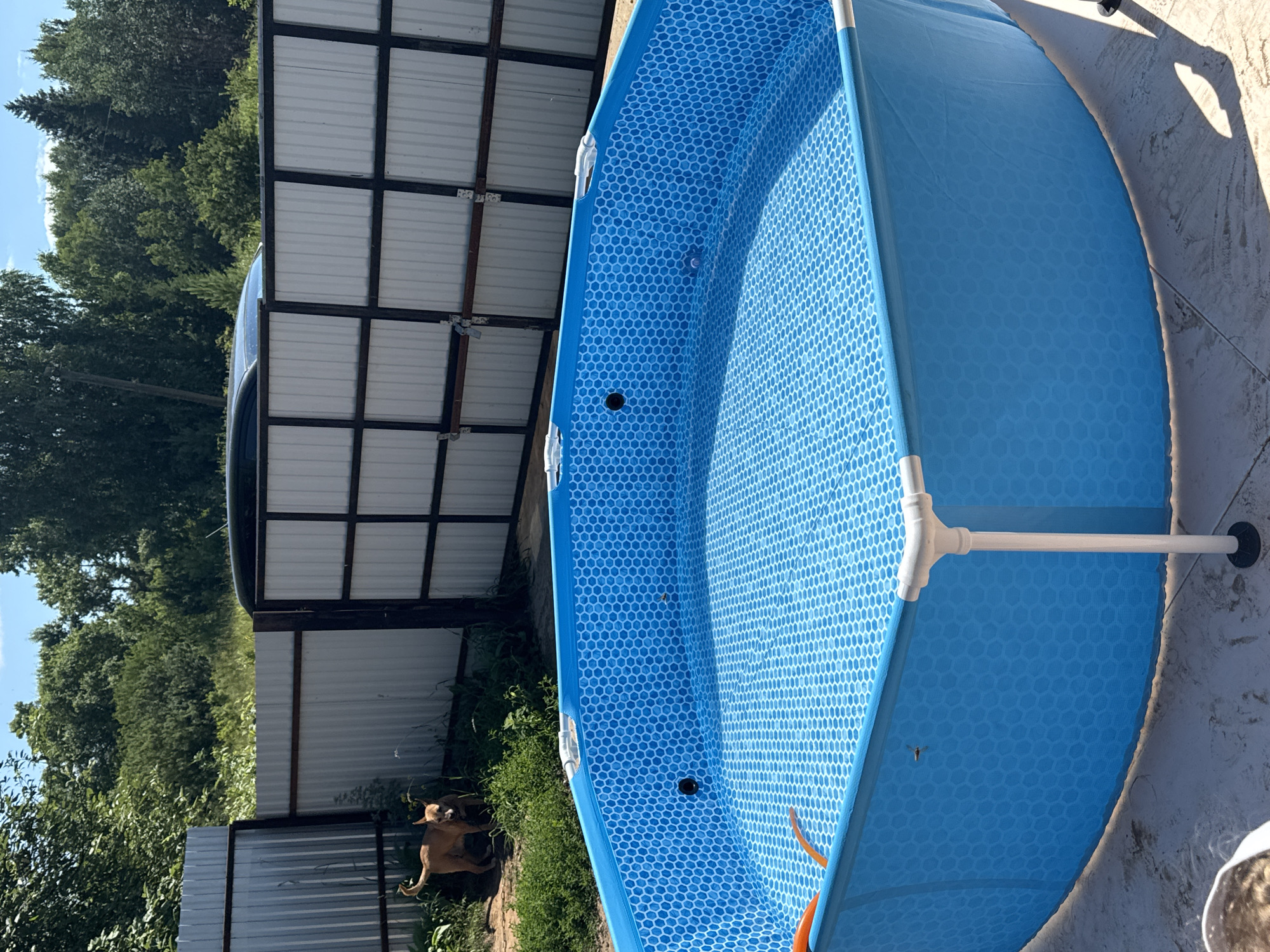 The image depicts a bright blue, hexagonal-patterned inflatable swimming pool set up outdoors. The pool is partially filled with water, and an orange hose is visible entering from the left side. In the background, a corrugated metal fence separates the area from a wooded expanse of trees under a clear blue sky with some clouds. To the left of the fence, a medium-sized, light brown dog stands on a patch of grass. The ground surrounding the pool appears to be paved with light-colored, irregular tiles. The scene is set in a residential outdoor space, likely a backyard, in the village of Nizhnyaya Gar', Russia.