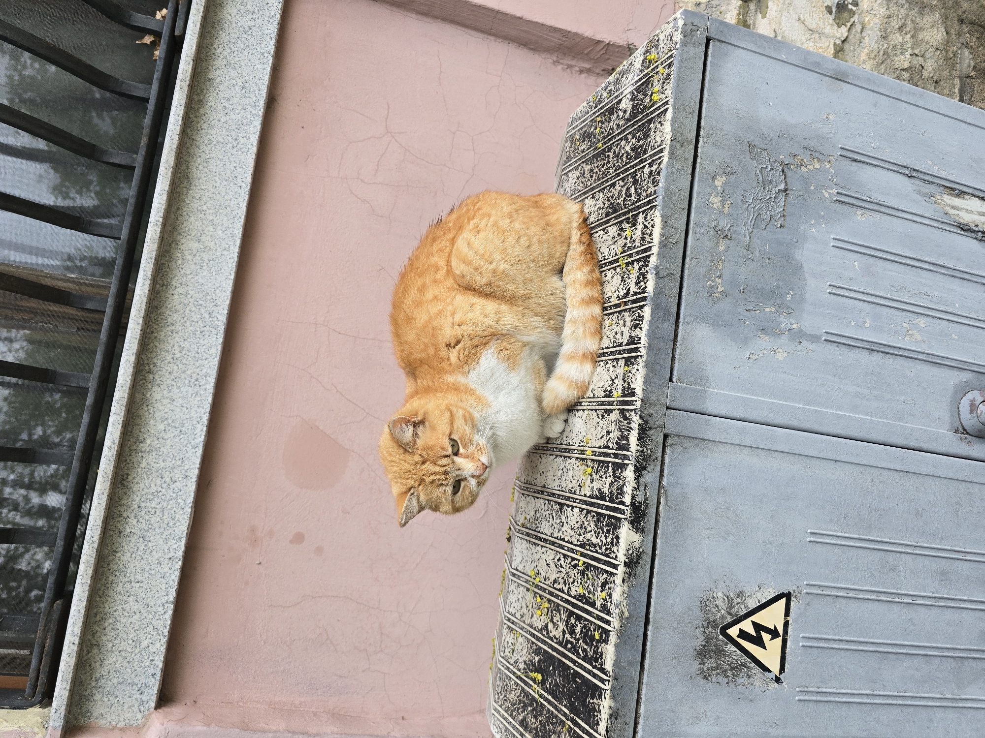 A high-angle medium shot captures an orange and white cat clinging to the edge of an electrical box in the city of Unknown, Unknown. The cat is positioned on a horizontal surface and has its head oriented downwards, as if peering at the ground. The electrical box is gray with a yellow hazard sign. The side of the electrical box next to the cat is covered in black and white stripes. A pink wall is visible behind the cat and the electrical box, as well as a window with a black security bar.