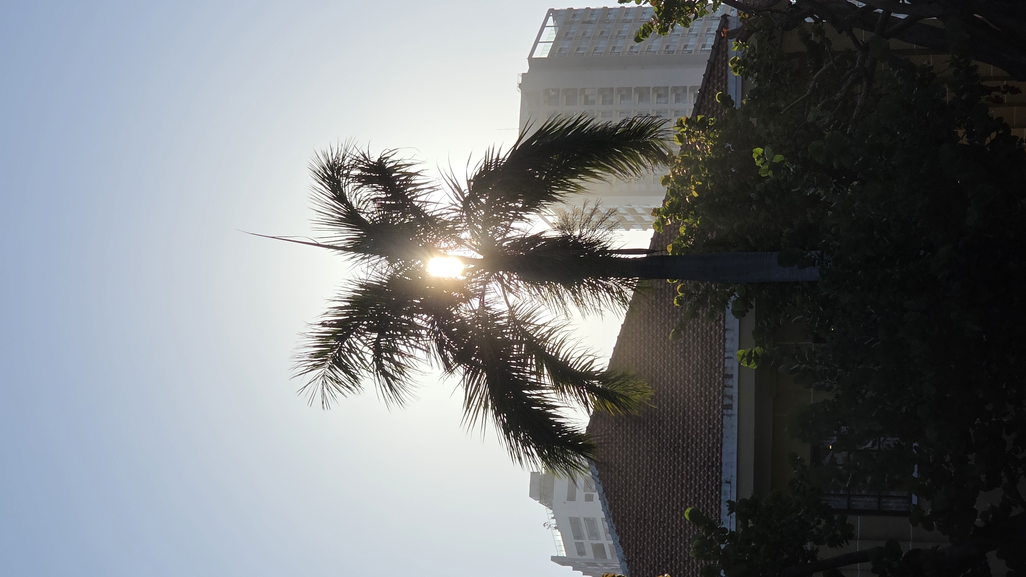 A low-angle outdoor shot depicts a sunlit urban scene in Nha Trang Ward, Vietnam. A palm tree is in the foreground, silhouetted against the bright sun, with its fronds partially obscuring the light source. Behind the palm tree, there's a building with a red-tiled roof, and behind that, a high-rise building is visible. Other trees are present, with dense foliage adding depth to the scene. The sky is a pale blue, indicating a clear day.