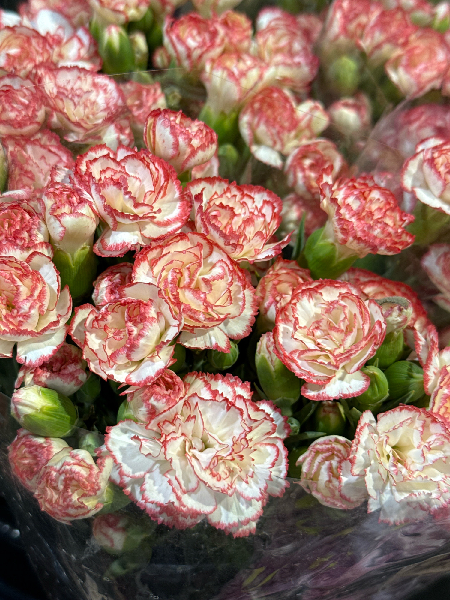 A bouquet of bi-colored carnations, predominantly white with red-tipped petals, is captured in a close-up shot. The flowers are arranged tightly together, with some buds visible amongst the fully bloomed flowers. The carnations are partially encased in clear plastic, suggesting they are a retail display or a gift. The lighting appears to be natural, casting soft shadows and highlighting the delicate texture of the petals. The background is dark and out of focus, drawing attention to the vibrant flowers. There is no visible signage or identifiable landmarks that would suggest a specific location within the city of Bad Sachsa, Germany.
