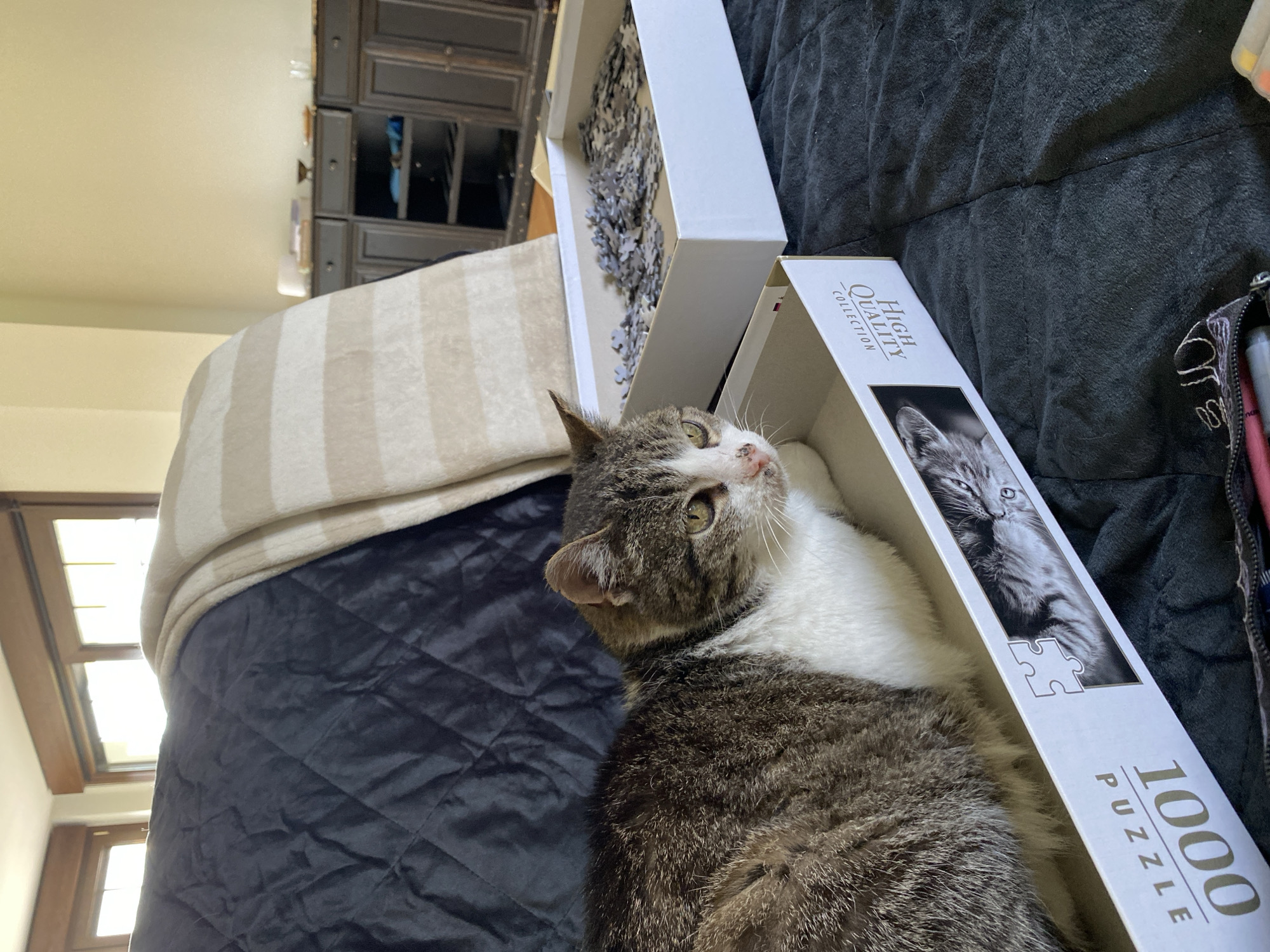 A brown and white tabby cat is lying in the lower half of a white "High Quality Collection" 1000-piece puzzle box. The upper half of the puzzle box, containing puzzle pieces, is resting on the bed above the cat. The cat is looking up and to the right. The background includes a bed with a navy blue quilted cover and a striped throw. A wooden dresser and a window are also visible. This image was not taken in Villaviciosa, Spain.
