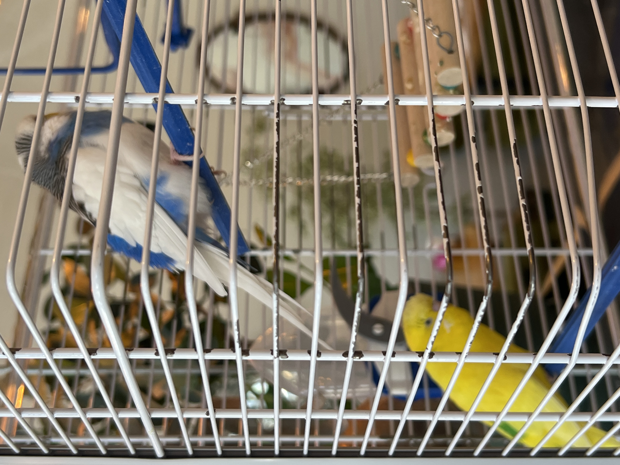 The image shows two budgerigars inside a white metal birdcage with blue perches and wooden dowels. One budgerigar, predominantly white with blue and grey markings on its head and back, is perched on a blue bar. The second budgerigar, bright yellow, is positioned lower in the cage, leaning forward. The cage bars are visible throughout the foreground and midground. In the background, out of focus, are a water bottle, some greenery, and a circular object that appears to be a mirror or decorative item. The scene appears to be indoors, possibly a home environment. There is no discernible information about the city of Odesa, Ukraine.