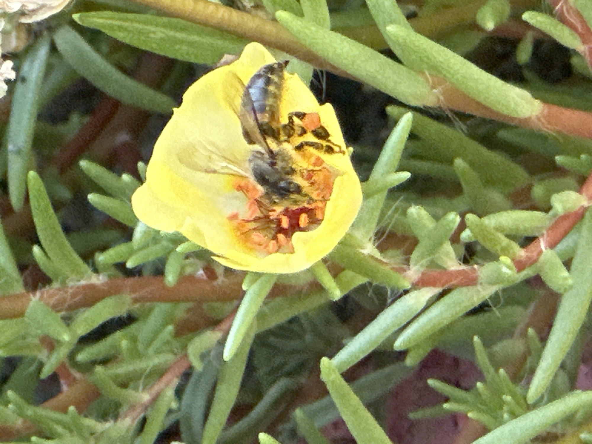 This is a close-up, eye-level photograph of a bee actively foraging within a bright yellow flower. The flower, with its delicate petals and vibrant orange center, appears to be a Purslane flower. The bee, a honeybee, is positioned headfirst into the flower's center, its body partially obscured by pollen-covered structures. Its wings are folded back, and its legs are actively engaged with the flower's reproductive parts, likely collecting pollen and nectar.
The background is a blur of green foliage, with hints of reddish-brown stems, suggesting a natural outdoor setting. The lighting appears to be natural daylight, casting soft shadows and highlighting the bee and flower. There is no indication of the specific location within Raivka, Ukraine, in the image itself. The image is a still photograph, capturing a single moment in time.