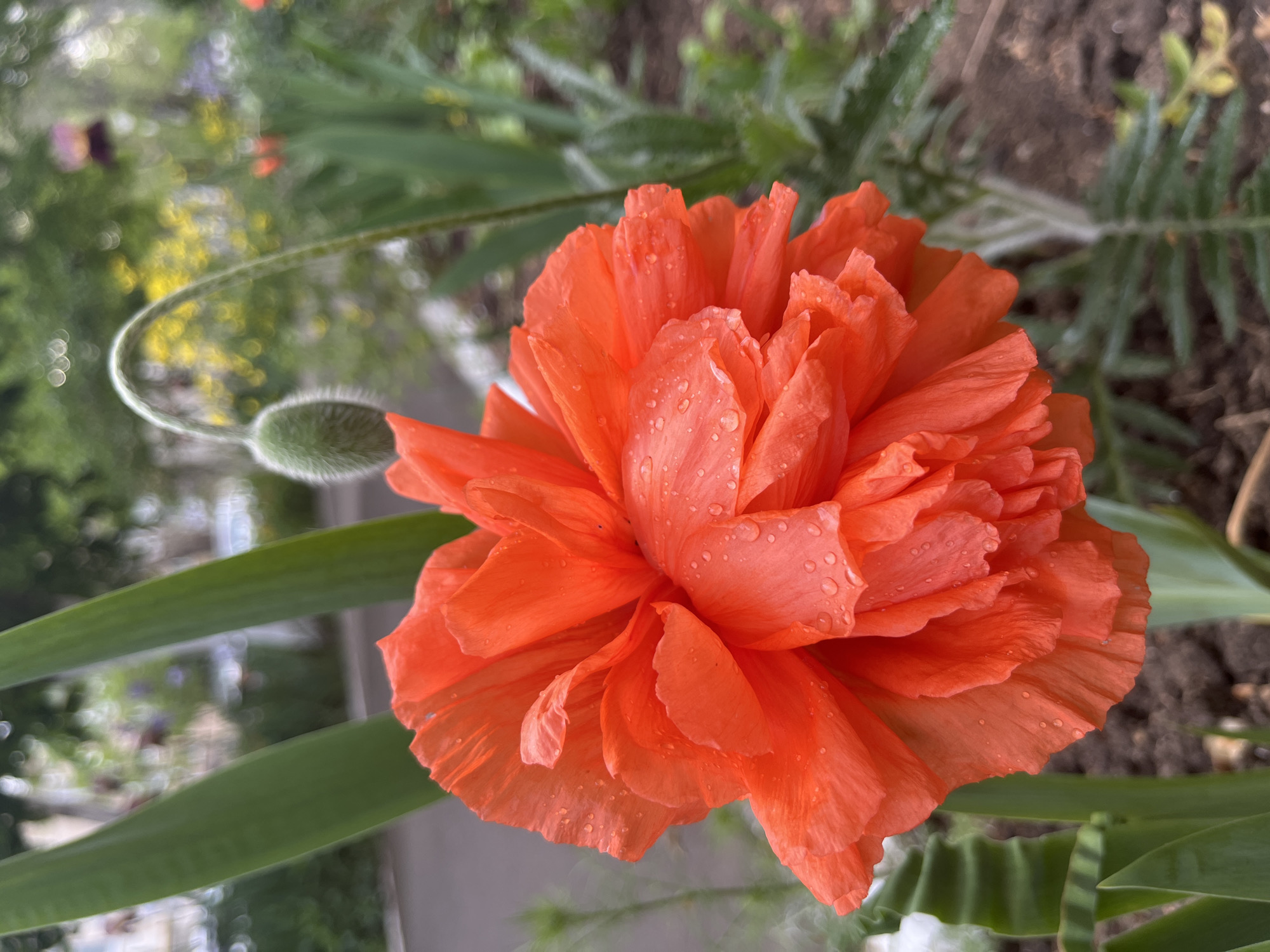 A close-up, slightly angled shot shows a vibrant orange poppy in full bloom. Water droplets are visible on the petals. A thin, green stem with a closed bud curves into the frame from the left. Broad, green leaves surround the poppy. The background suggests an outdoor setting, possibly a garden or park, with blurred greenery and a hint of an unpaved surface. The location in the city is unknown.