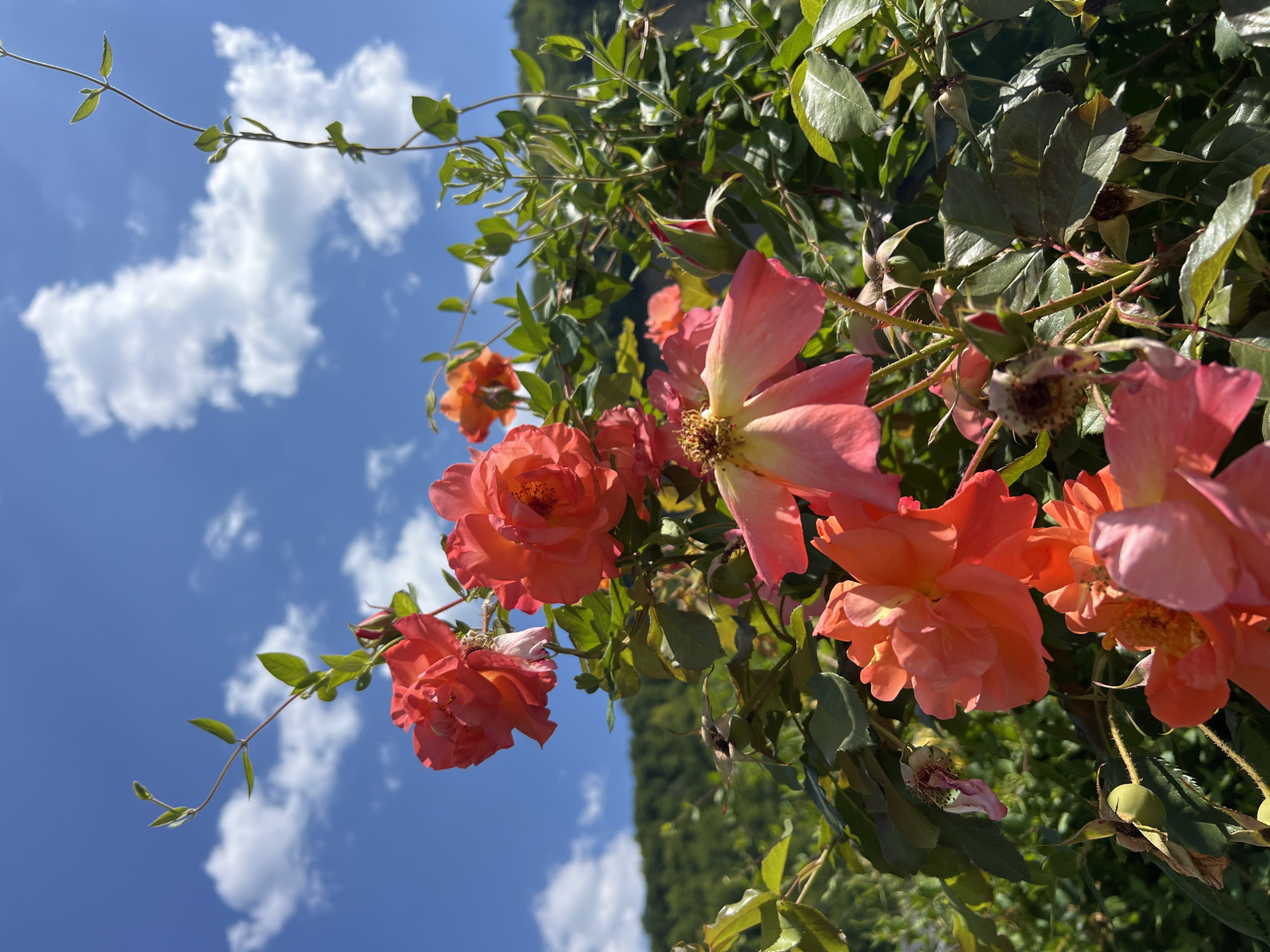 A cluster of vibrant coral-pink roses are in full bloom, with some petals showing signs of wilting. The roses are set against a backdrop of a bright blue sky dotted with fluffy white clouds. In the distance, a lush green hillside covered in dense forest slopes downwards. The image is taken from a low angle, emphasizing the roses and the sky. There are no people or animals visible in the scene. This scene appears to be from a garden or park area, likely in Yaremche, Ukraine, given the lush vegetation and mountainous terrain typical of the region. The lighting suggests it is daytime, possibly late morning or early afternoon.