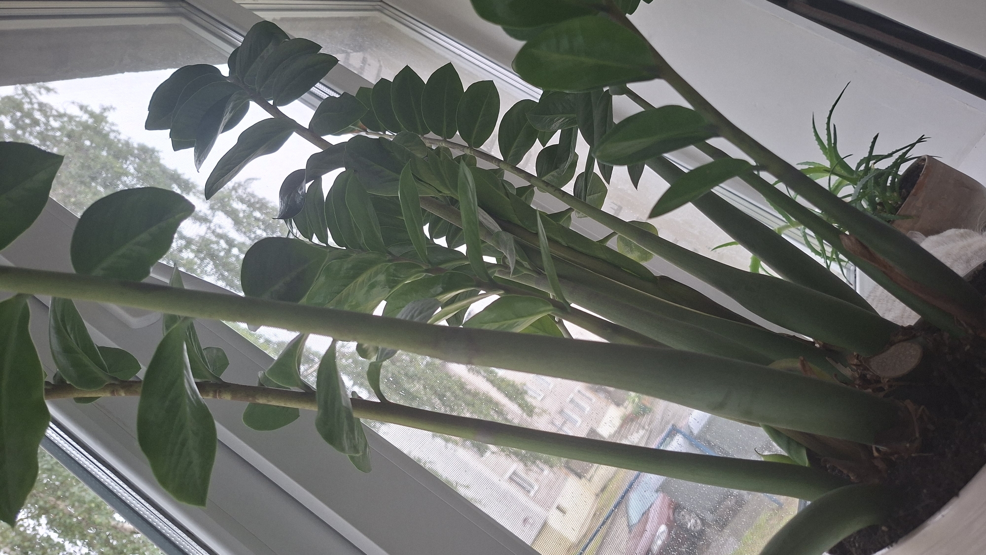 A low-angle, eye-level shot captures a healthy Zamioculcas zamiifolia plant, commonly known as the ZZ plant, situated indoors near a window. The plant's thick, succulent stems and glossy, dark green leaves are clearly visible, reaching upwards. The window is open, allowing a view of the outside environment. Through the window, a slightly overcast sky is visible, with the upper branches of trees. Below the trees, a building with several windows and a red car parked on the street can be observed. The overall scene suggests a domestic setting, likely a windowsill in an apartment or house in the city of Myadzyel, Belarus. The rain-streaked windowpane indicates recent or ongoing precipitation.