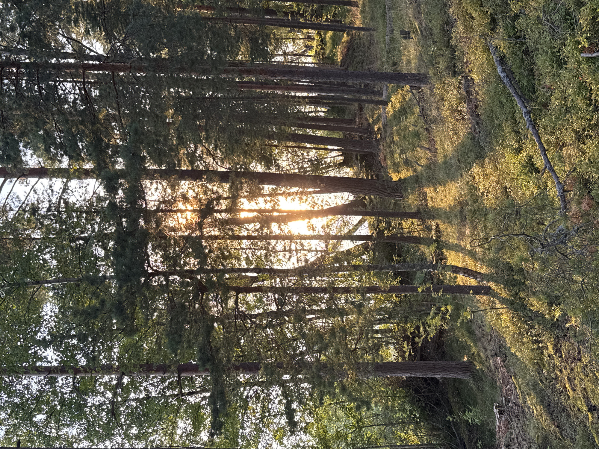 The image depicts a forest scene in Priladozhskoe, Russia, characterized by tall coniferous and deciduous trees. The sun is setting, casting long shadows across the mossy ground and illuminating the trunks of the trees. The undergrowth consists of low bushes and small plants, with some fallen branches visible. The overall impression is one of a tranquil natural environment during golden hour.