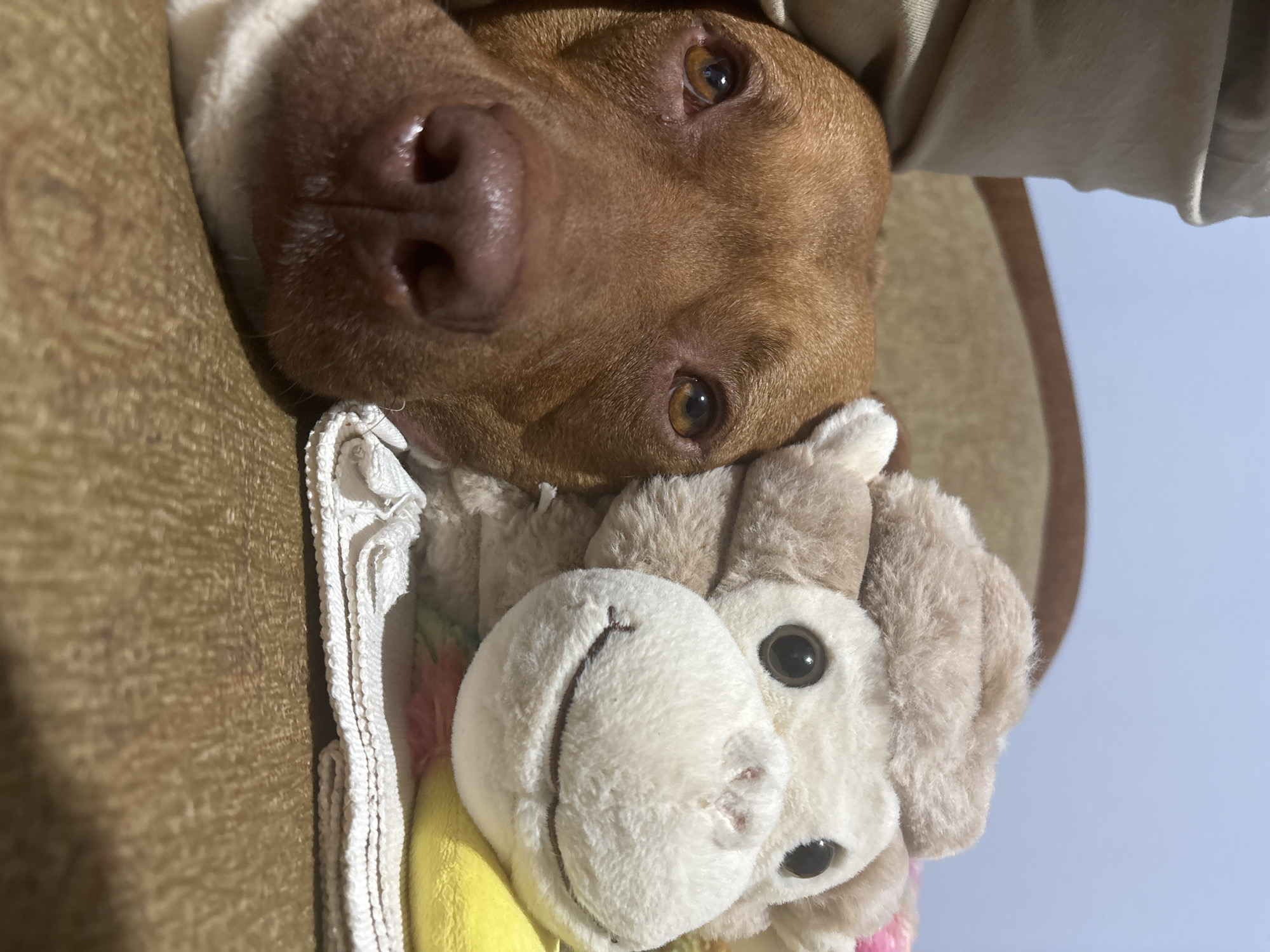 The image, correctly oriented, presents a close-up portrait of a brown dog resting comfortably indoors with a stuffed animal. The dog, a short-haired breed with reddish-brown fur, has a prominent pinkish-brown nose and expressive amber-brown eyes that look directly at the viewer. A lighter, possibly white, patch of fur is visible on its chest or neck area.
To the right of the dog's face, a plush toy with light brown and white fur, dark eyes, and a stitched mouth lies snuggled close. The dog's head is positioned against a textured brown surface, likely a sofa or cushion, creating a cozy setting. Beneath the dog and alongside the stuffed toy, a white, textured fabric (possibly a towel or blanket) is visible, along with hints of yellow and multicolored fabric. The background predominantly features a light blue hue in the upper right quadrant, suggesting a wall or a clear sky seen through a window.
The lighting is soft and natural, indicating daytime. The dog appears calm and content, conveying a sense of peace and affection. No text is visible in the image. The scene is set in Sofia, Bulgaria.