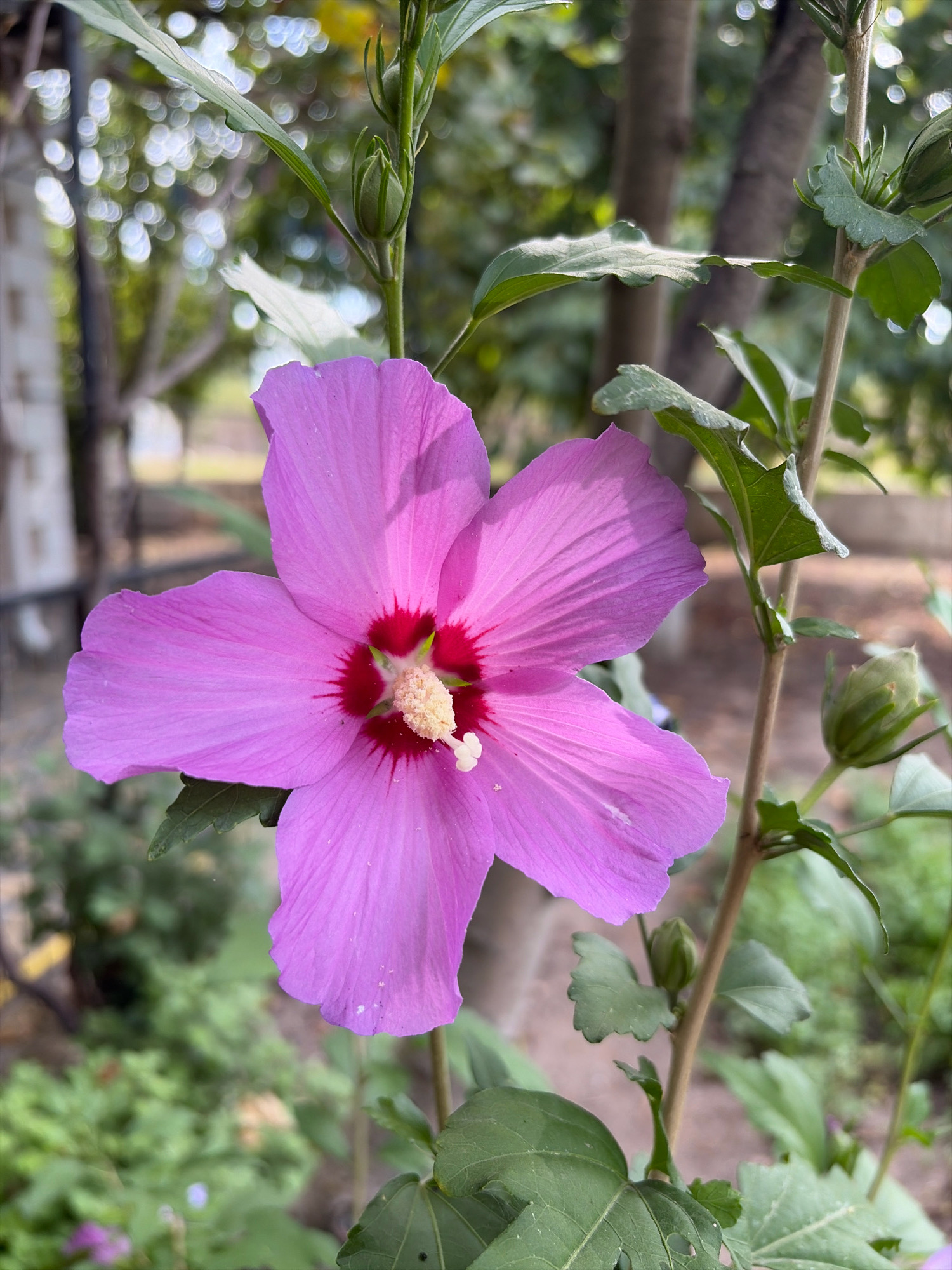 A close-up, eye-level shot captures a vibrant pink hibiscus flower in full bloom. The flower's five petals are a delicate pink, with a deeper red hue radiating from the center. The center of the flower features a prominent stamen, tipped with a light yellow pollen. The flower is positioned on the right side of the frame, with its stem and leaves visible. The background is softly blurred, showing a lush green garden with trees and foliage. In the far background, the blurred bokeh effect of distant lights suggests an outdoor setting, possibly a park or residential area within Oxentea, Moldova. There are no people or animals visible in the image.