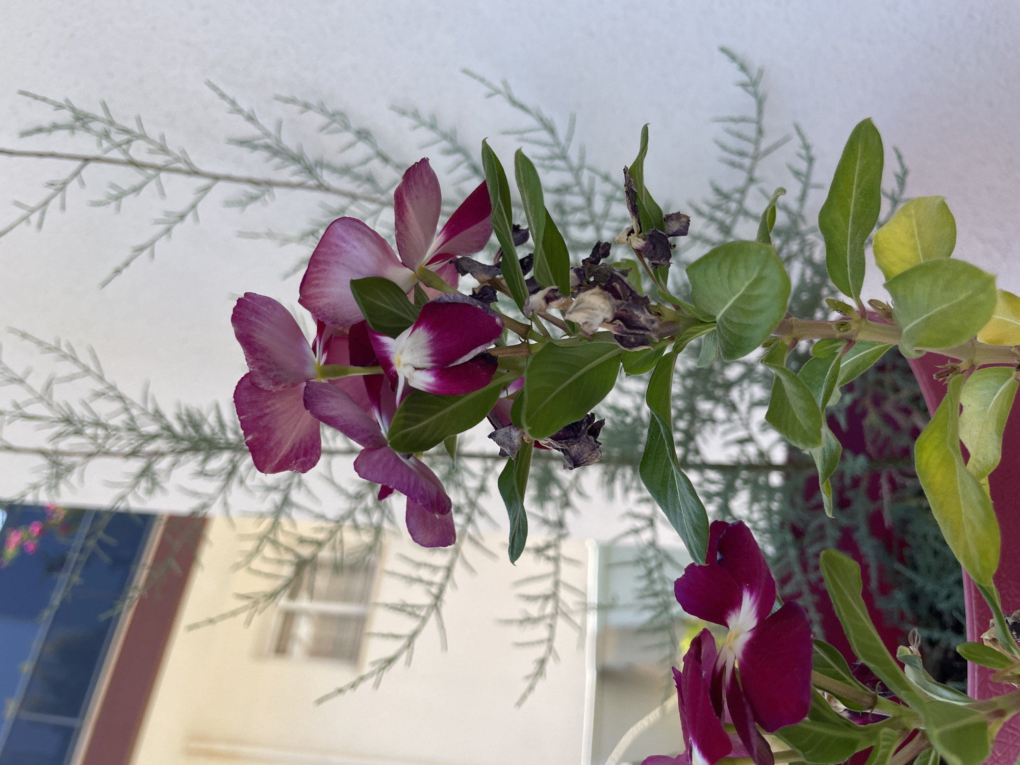 In Trikomo, Northern Cyprus/Cyprus, a close-up shot focuses on a flowering plant with vibrant purple and white petals. The plant has green leaves, some of which appear to be drying or wilting, evidenced by brown, shriveled remnants. Behind the plant, a pale gray, feathery shrub casts a delicate silhouette against a textured white wall. In the background, a building is visible, with a dark blue balcony railing and hints of greenery. The lighting suggests a bright, sunny day.