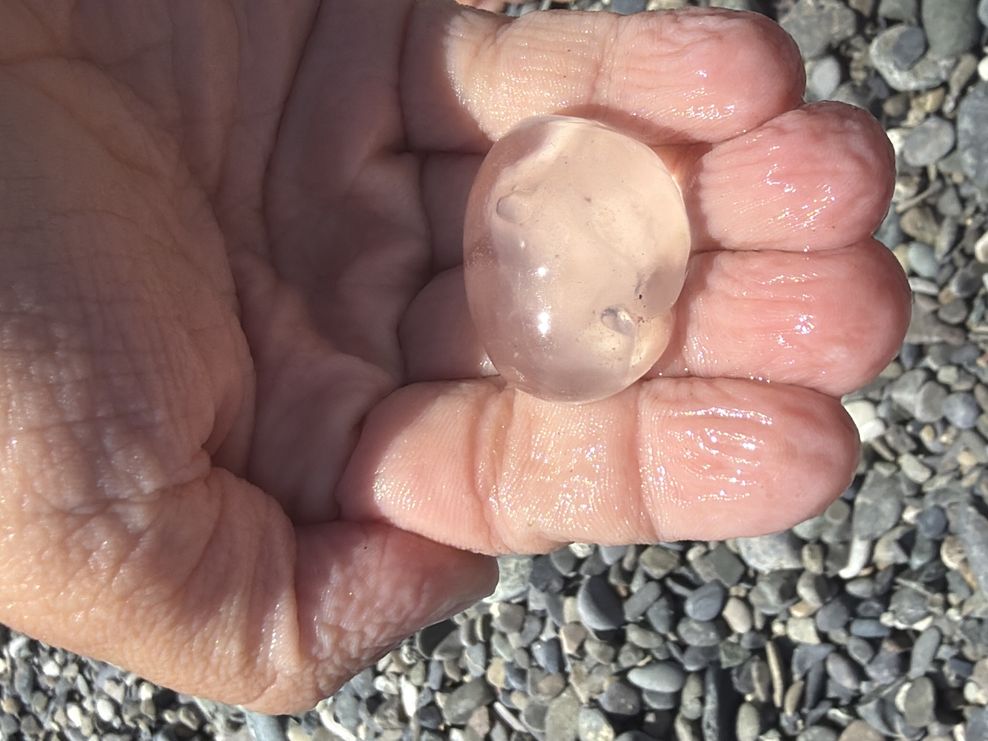 A close-up shot shows a person's hand holding a translucent, gelatinous egg with a pinkish hue. The egg has an oval shape and appears to be about an inch in diameter. Inside the egg, faint structures can be seen. The hand is cupped, with the fingers curled around the egg, and the skin is wrinkled and shows signs of sun exposure. The background consists of a coarse, grey gravelly surface, consistent with a beach or rocky shoreline. The lighting suggests it is daytime with bright sunlight. The scene is not identifiable as being specifically in Sochi, Russia, as there are no distinguishing landmarks or environmental features present.