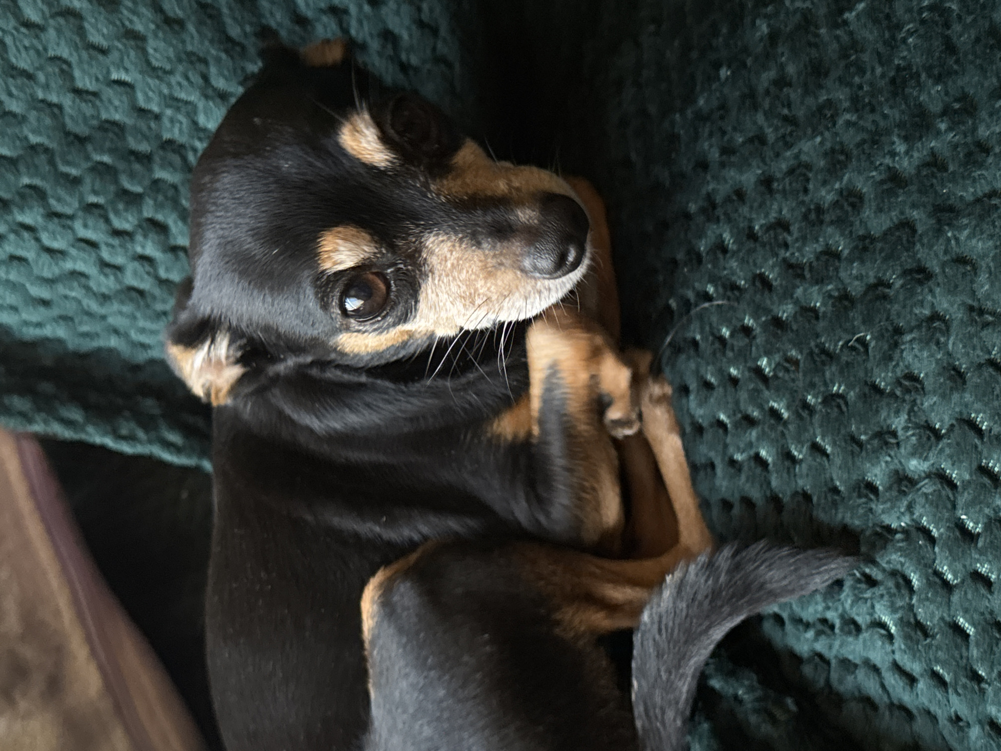 A medium close-up shot captures a small, black and tan dog with large, expressive eyes, resting on a textured, dark green blanket. The dog is curled up, with its paws tucked beneath it and its tail visible to the left of the frame. The background is softly blurred, with hints of a muted purple object and the dark green blanket providing context. The dog's fur is short and sleek, with distinct tan markings around its face and legs. The lighting is subdued, casting gentle shadows and highlighting the dog's features, particularly its moist nose and intelligent gaze. The scene evokes a sense of comfort and domesticity. There is no information or visual evidence in this image that can be used to determine its location in the city of Sofia, Bulgaria.