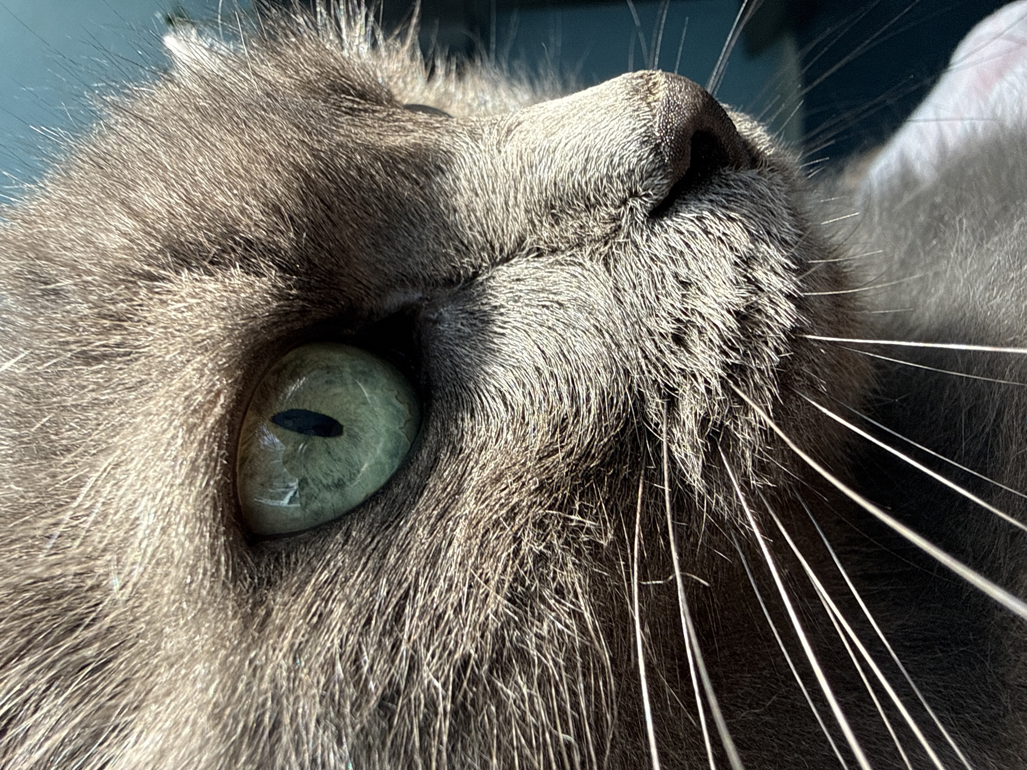 The image is a close-up, eye-level, outdoor shot of the side profile of a domestic cat's face. The cat has grey fur, a green eye with a black pupil, and long white whiskers. The background is blurred and appears to be a dark, possibly outdoor environment, with a hint of blue. The lighting suggests it is daytime. There are no people, human subjects, or urban elements visible in the image, and therefore no specific location within Ivanovo, Russia can be determined.