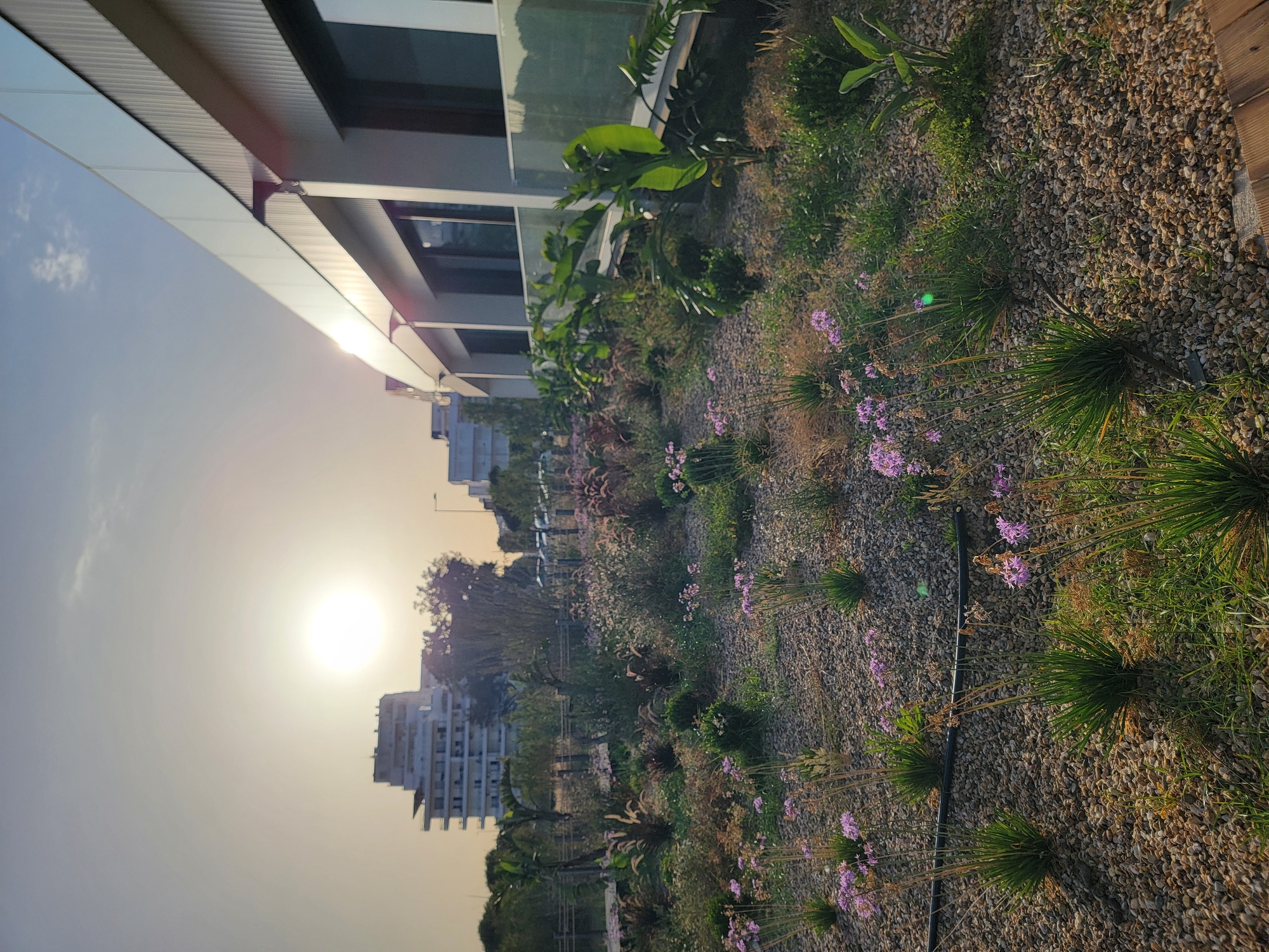 In Quarteira, Portugal, an exterior shot captures a rooftop garden or elevated green space adjacent to a modern building. The foreground features a meticulously arranged garden bed with gravel and various plants, including small purple flowers, ornamental grasses, and larger green foliage. A black irrigation hose runs horizontally across the gravel. In the background, several multi-story buildings are visible, suggesting an urban setting. The sun is low in the sky, casting a bright glow and creating lens flare, indicating either sunrise or sunset. The architecture of the adjacent building is contemporary, with large windows and a metallic facade. The overall scene depicts a harmonious blend of urban infrastructure and natural landscaping, bathed in the warm light of the sun.