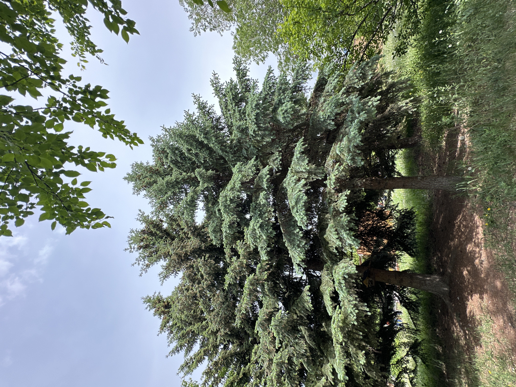 The image depicts a row of tall, mature coniferous trees in an outdoor setting. The trees feature dense, blue-green foliage. The trunks are visible, indicating the presence of a walkway or path alongside the trees. There is grass and other vegetation visible in the foreground. Some leafy trees border the top of the frame. The sky is overcast with white-gray clouds. The location is given as the city of Unknown, Unknown.