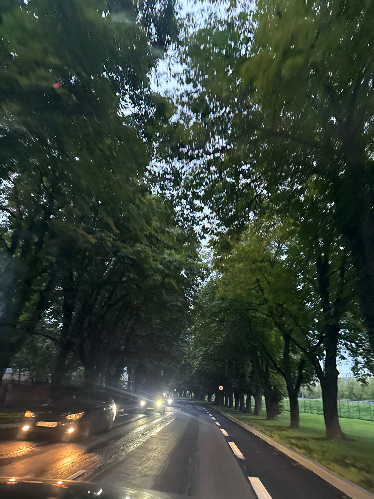 The image shows a road lined with trees on both sides, creating a canopy over the asphalt. Several cars are driving on the road, with their headlights illuminated, suggesting it is dusk or night. The road has white markings, indicating lanes. In the background, there appears to be a grassy area and possibly some urban infrastructure. The scene is consistent with driving through a park or a tree-lined avenue in a city. Based on the presence of a 40 km/h speed limit sign, the scene is likely a residential or urban area. The overall impression is a commute through a green urban landscape.