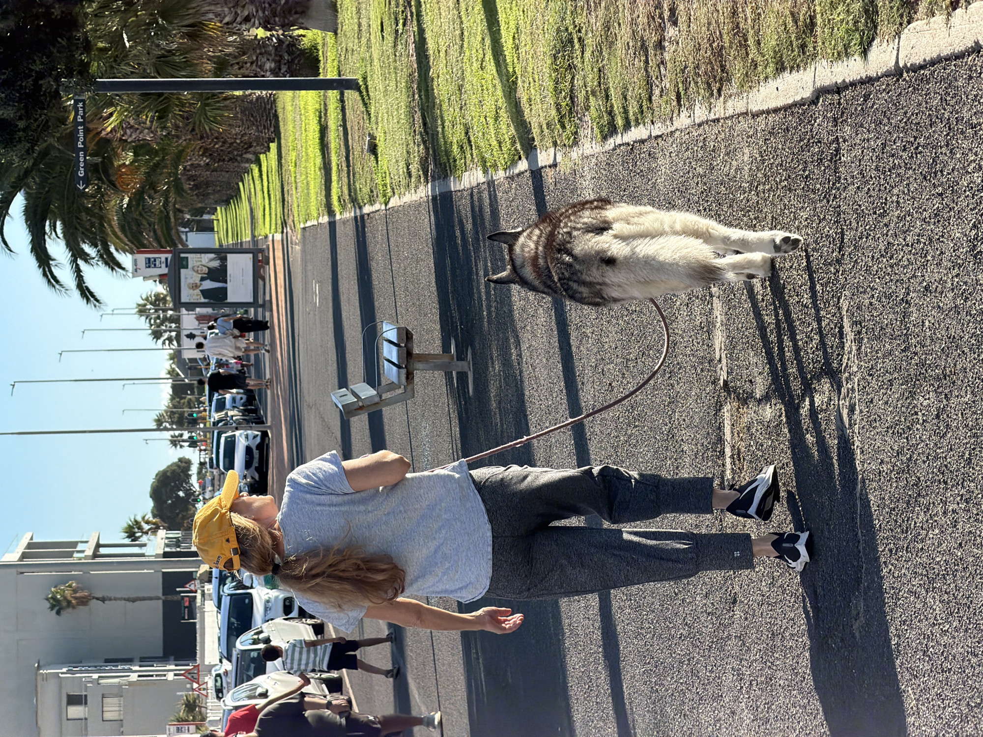 A medium shot captures a woman walking a husky on a paved walkway lined with palm trees and green grass in Cape Town, South Africa. The woman, wearing a grey t-shirt, grey sweatpants, and a yellow baseball cap, holds a brown leash attached to the husky. The husky, mostly light grey with darker markings on its head, appears to be mid-stride. A bench is positioned to the left of the walkway. In the background, there is a street with cars parked and people walking. A sign indicating “Green Point Park” is visible. Buildings and palm trees line the opposite side of the street, under a clear blue sky.