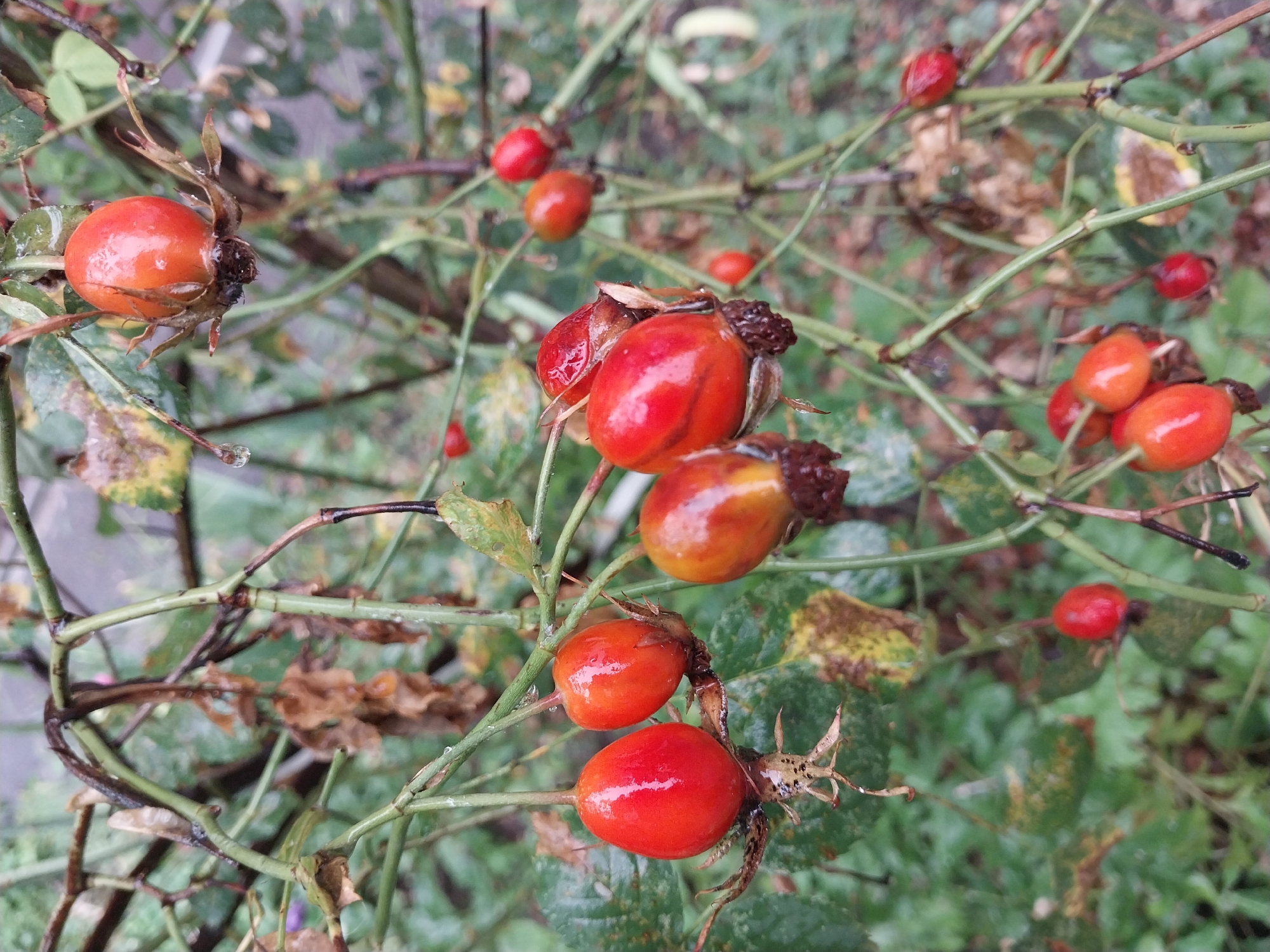 An outdoor, close-up, eye-level shot shows rose hips on a plant. The rose hips are red and orange, some appearing plump and shiny, while others are smaller and more shriveled. They are clustered on thorny green stems, with some dried brown leaves visible. The background is a blur of green foliage and some brown, wet-looking branches. The lighting is overcast, and there are water droplets on the rose hips and leaves, suggesting it might be raining or has recently rained.