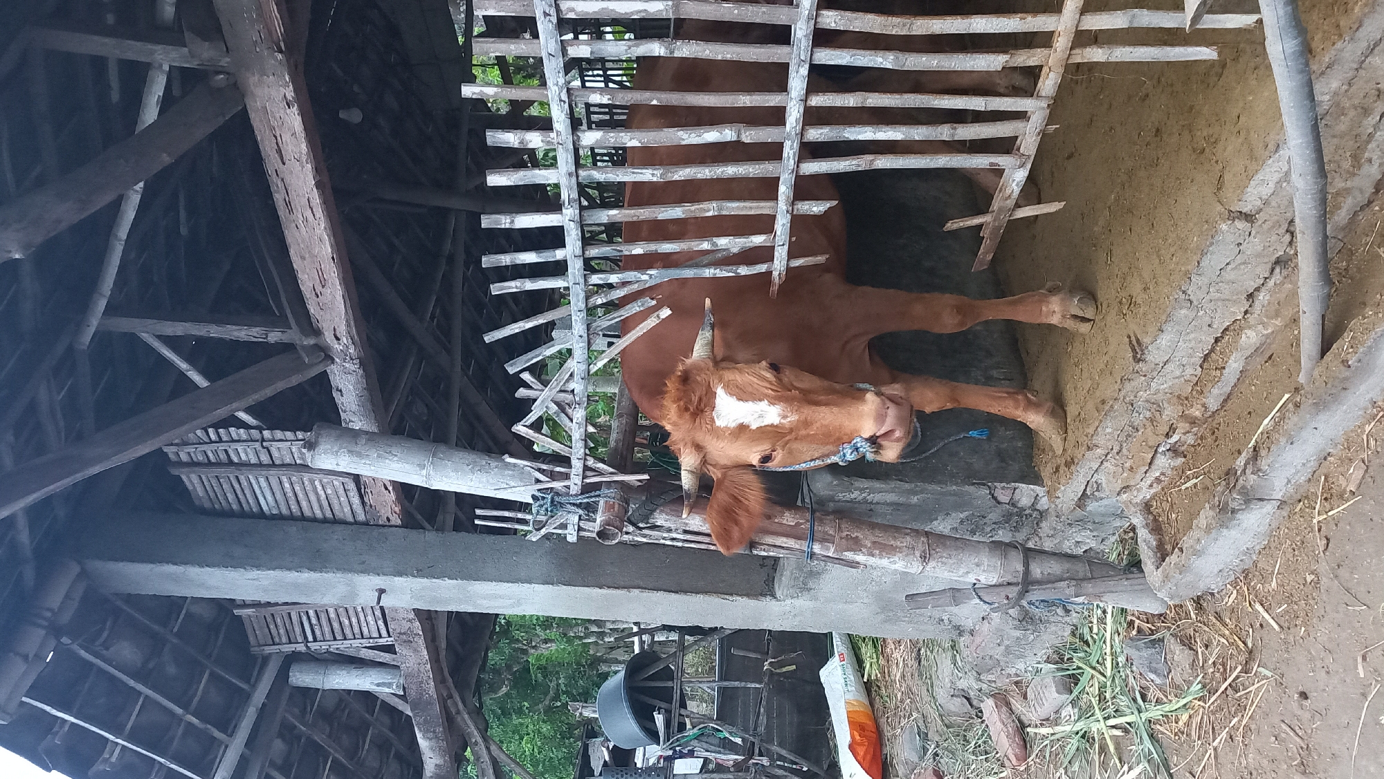 A medium shot shows a brown cow with a white marking on its forehead standing inside a partially constructed wooden enclosure in what appears to be a rural setting. The cow is tethered by a blue rope around its neck and a bamboo pole. The enclosure is made of vertical bamboo poles and horizontal wooden planks, with some parts appearing weathered and damaged. Behind the cow, a concrete support pillar and parts of a rustic, open-air shelter with a tiled roof and wooden beams are visible. To the left of the enclosure, a grey plastic bucket, a piece of orange and white packaging, and green vegetation are scattered on the ground. The ground inside the enclosure is sandy, and there is a concrete trough in the foreground. The overall impression is one of a working farm or livestock pen. The scene is likely located in a rural area outside of Pare, Indonesia, given the traditional construction methods and agricultural context.