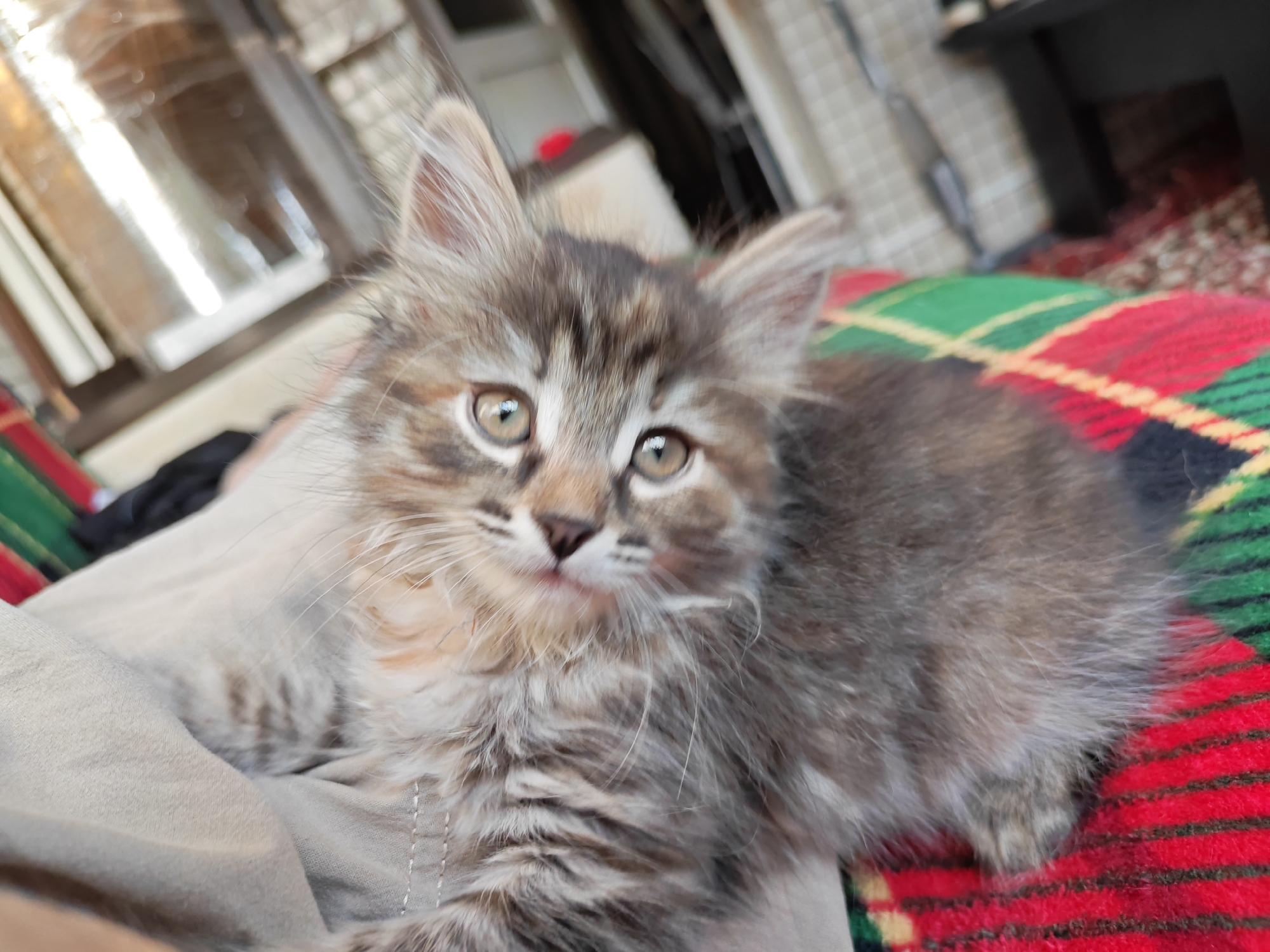 A close-up, eye-level, medium shot shows a small, fluffy tabby kitten with large, light brown eyes. The kitten is lying on a red, green, and yellow plaid blanket. Its fur is a mix of grey, brown, and white tabby markings. Its head is tilted slightly, and it is looking directly at the camera. The kitten's ears are pointed and its whiskers are long and white. The background is blurred but appears to be an indoor setting, possibly a home, with some furniture and windows visible. The location in the city of Tolyatti, Russia is not discernible from the image.