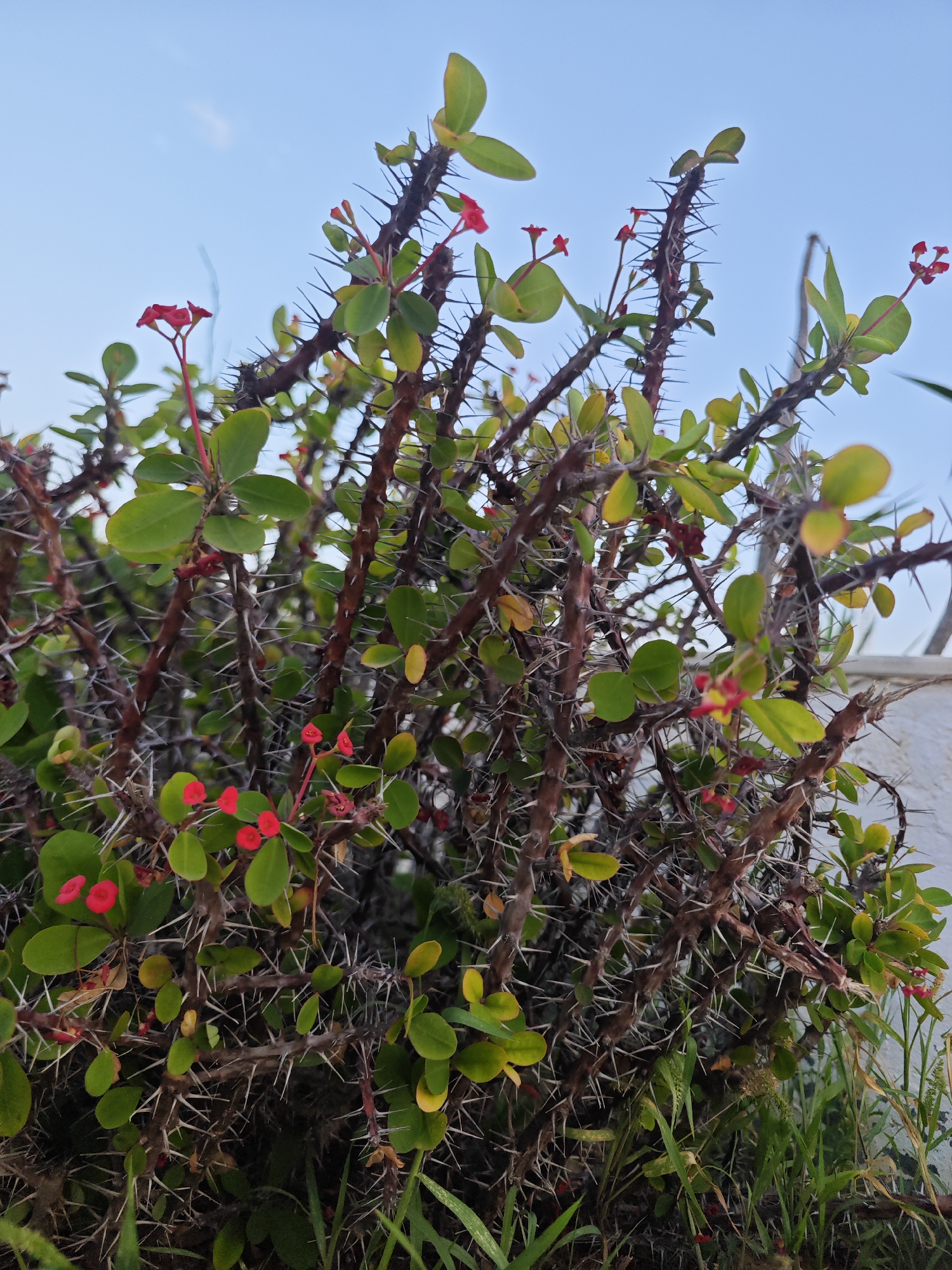 The image shows a close-up, low-angle shot of a thorny plant with small red flowers, likely a Crown of Thorns (Euphorbia milii). The plant's branches are covered in sharp, gray thorns, and it has numerous green oval-shaped leaves. Several clusters of bright red flowers are visible throughout the plant. The background consists of a light blue sky and hints of green grass and a white wall. The scene is outdoors, suggesting it could be in a garden or natural setting within the city of Hiboun, Tunisia. No people or animals are present in the frame.
