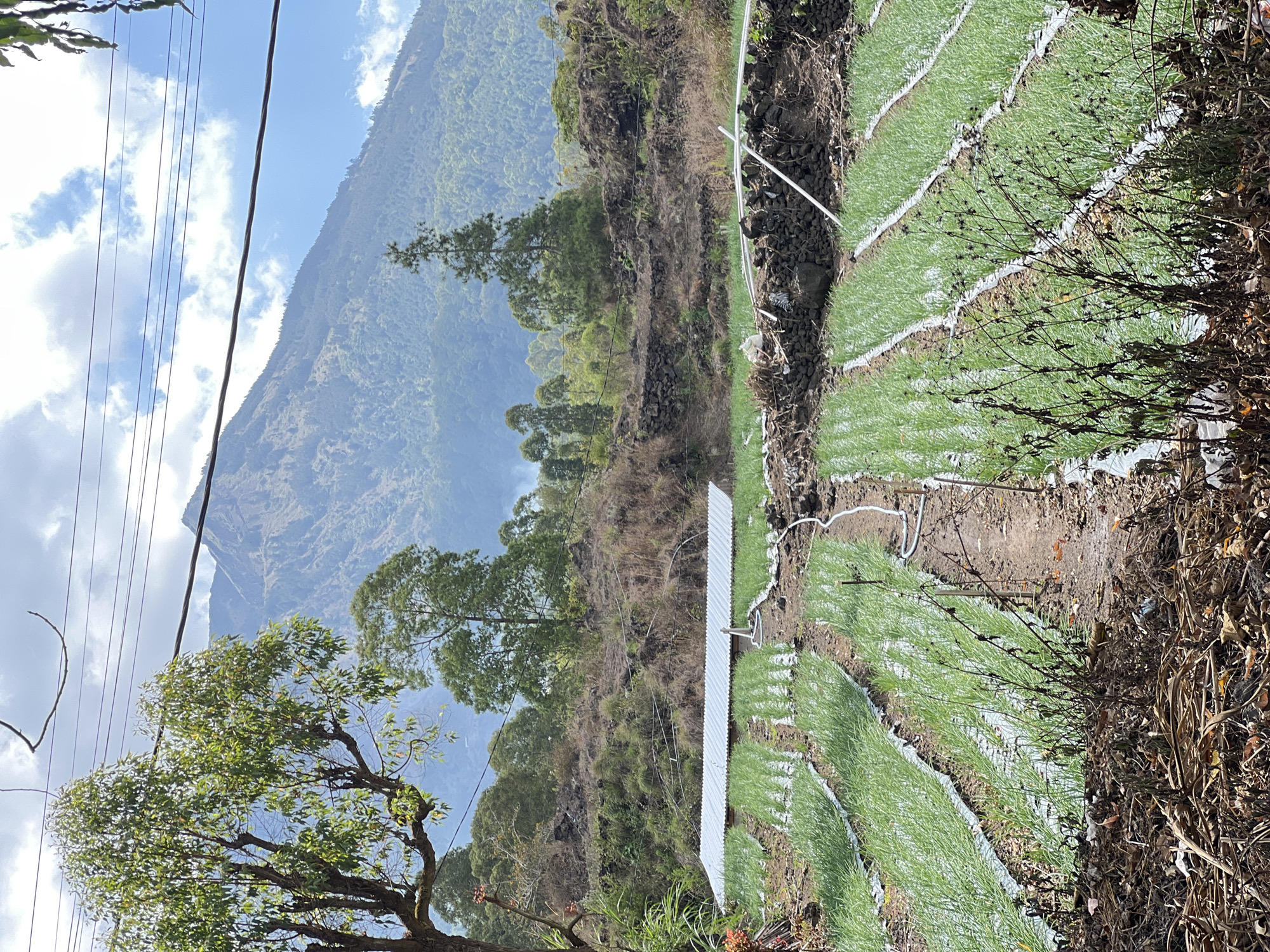 The image depicts an agricultural scene in Kintamani, Indonesia, featuring terraced fields of young green crops, likely onions or leeks, stretching across the foreground. The fields are meticulously arranged in rows, separated by white plastic mulch, and appear to be irrigated by a white pipe system. In the middle ground, a long, corrugated metal structure, possibly a greenhouse or storage shed, is situated behind the fields. The background is dominated by a lush, mountainous landscape with a prominent peak visible in the distance. Dense vegetation covers the slopes, transitioning into a hazy, blue sky with scattered clouds. Several power lines crisscross the upper portion of the frame, indicating the presence of nearby infrastructure. The overall impression is one of agricultural productivity against a natural, mountainous backdrop.