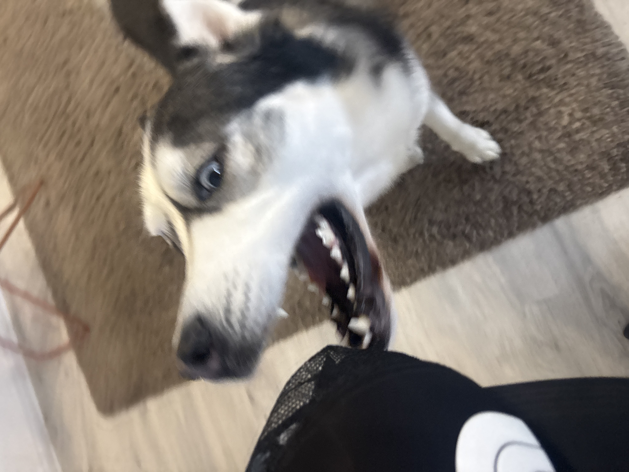 The image shows a husky dog with black and white fur, blue eyes, and an open mouth. The dog appears to be looking up at the camera. Part of a black and white object, possibly a hat, is visible in the lower part of the image. The background consists of a beige rug and a light-colored floor. The location is unknown, as it cannot be determined to be in Plovdiv, Bulgaria, based on the image alone.