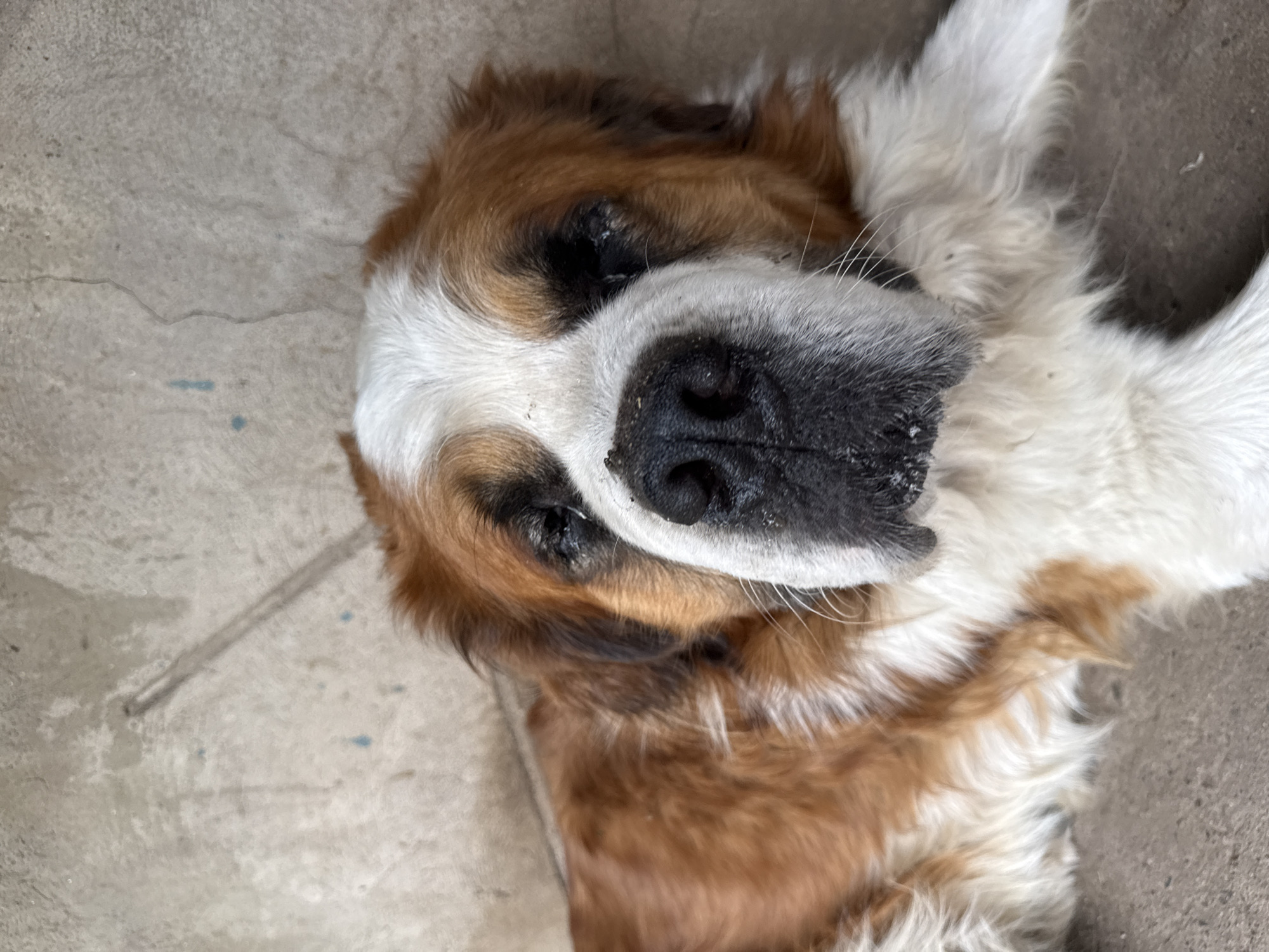 An overhead shot shows a large Saint Bernard dog lying on a textured concrete surface. The dog's head is turned towards the camera, with its nose prominently featured. The dog has reddish-brown and white fur, with dark markings around its eyes. Its eyes appear slightly red and possibly watery. The concrete surface is a neutral gray with some visible cracks and faint blue marks. No other subjects or objects are discernible in the immediate vicinity. The scene does not provide any information about the specific location within the city of Tekeli, Kazakhstan.