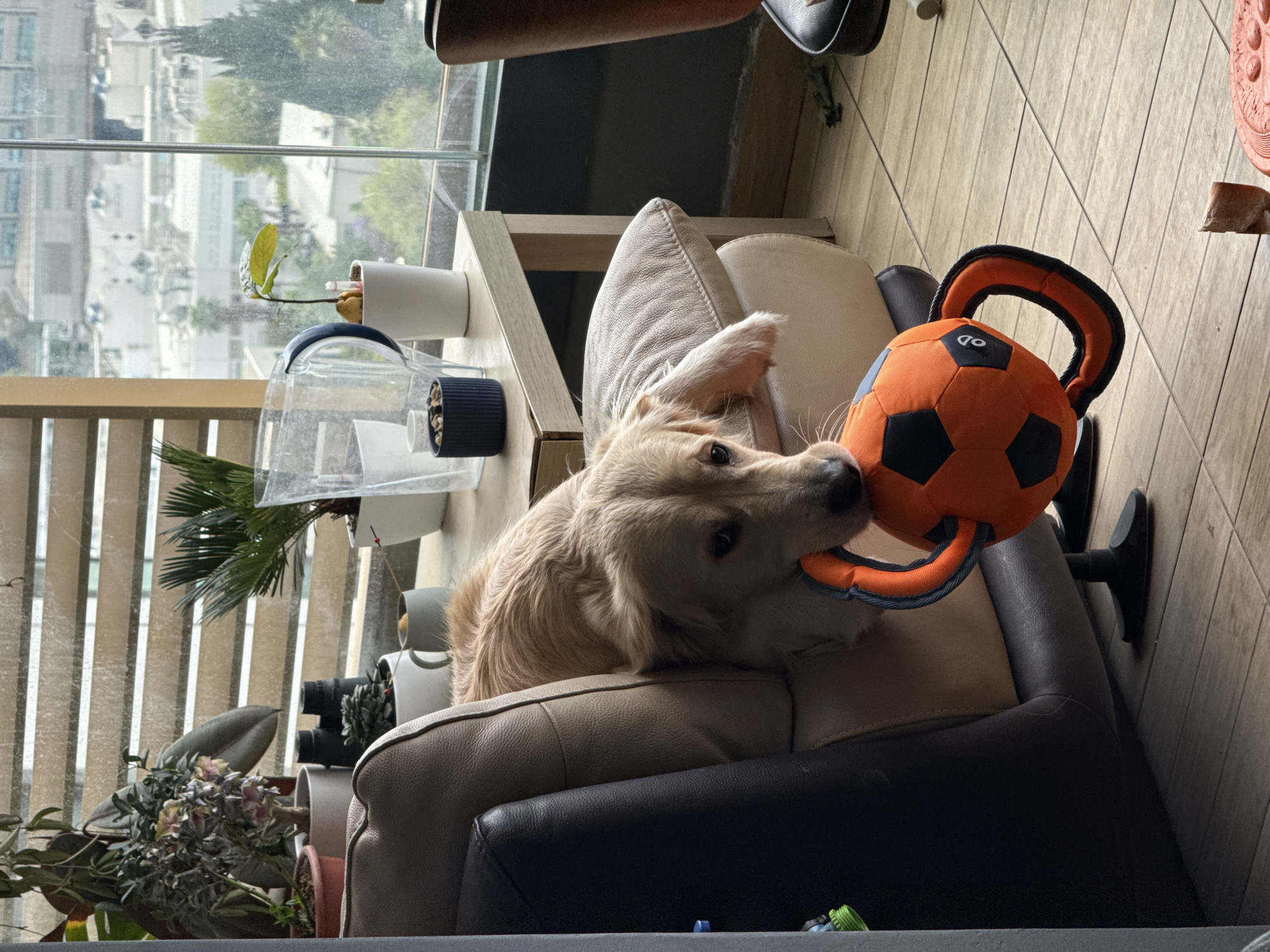 A medium, eye-level shot depicts a Golden Retriever dog lying on a brown and black chair in what appears to be a domestic setting. The dog is holding an orange and black plush toy that resembles a soccer ball with handles. In the background, a window provides a view of a cityscape, identifiable as Tel-Aviv, Israel due to the urban landscape and architecture. Plants in white pots are arranged on a shelf or table next to the chair. The room appears to be well-lit, with sunlight streaming through the window. The floor is covered with light brown tiles.