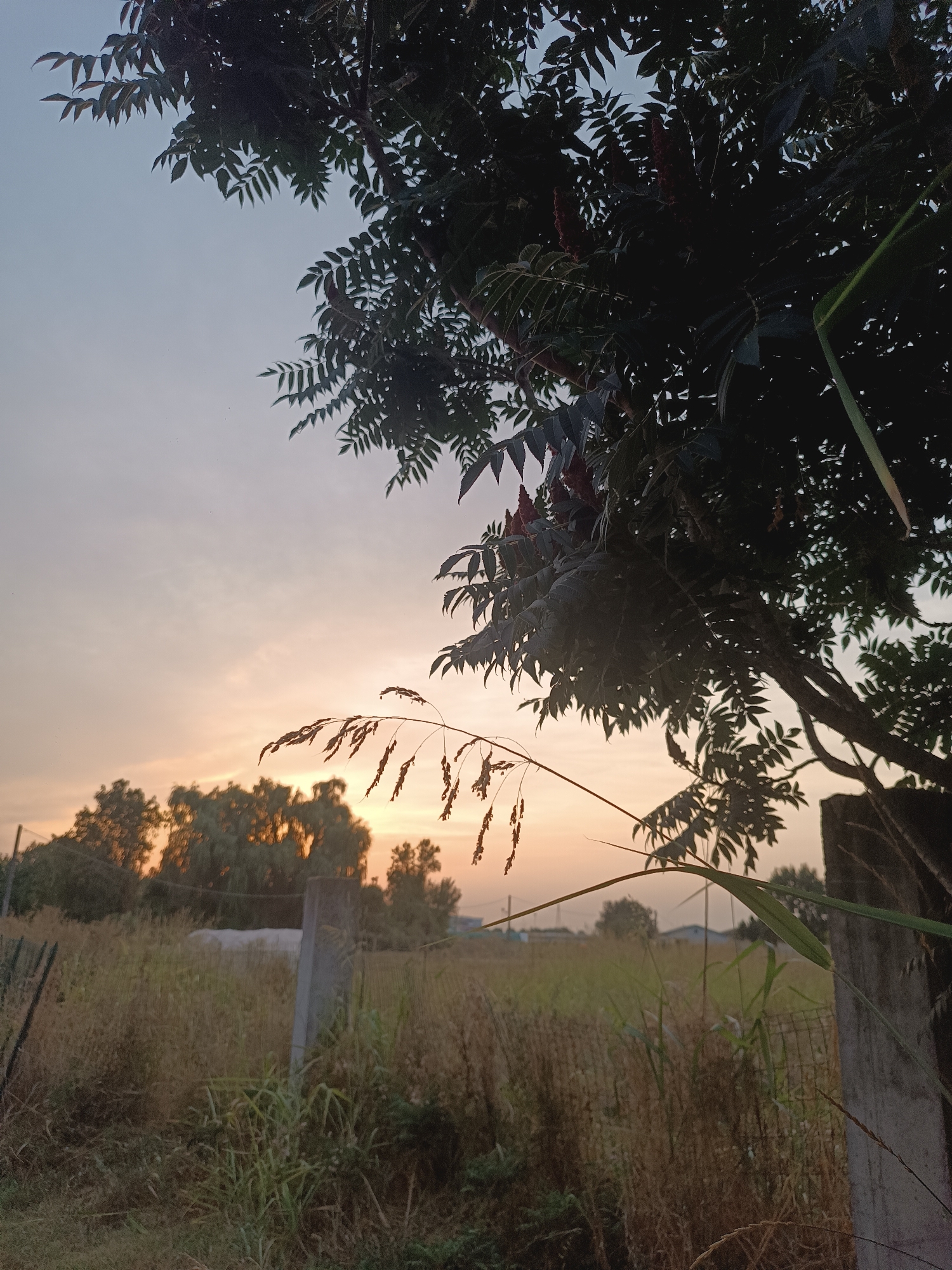 A vertical, medium-shot photograph captures a natural outdoor scene at either dawn or dusk. The sky is a soft, pale blue with hues of peach and orange near the horizon, suggesting the sun is low in the sky. Silhouetted against this backdrop are the leaves and branches of a large tree in the foreground, its dark foliage creating a canopy effect. Some feathery seed heads of grass are visible in the mid-ground, hanging from delicate stalks.
Beyond the immediate vegetation, a fence line runs horizontally, composed of thin wire mesh and punctuated by rough, concrete posts. The ground is covered in dry, golden grass and some taller, green stalks of vegetation. In the distance, a line of trees with dense green foliage is visible, also silhouetted against the lighter sky. The overall impression is one of a rural or semi-rural setting, possibly on the outskirts of a populated area. No people are present in the image, and no specific actions are depicted. The location is identified as Viadana, Italy.