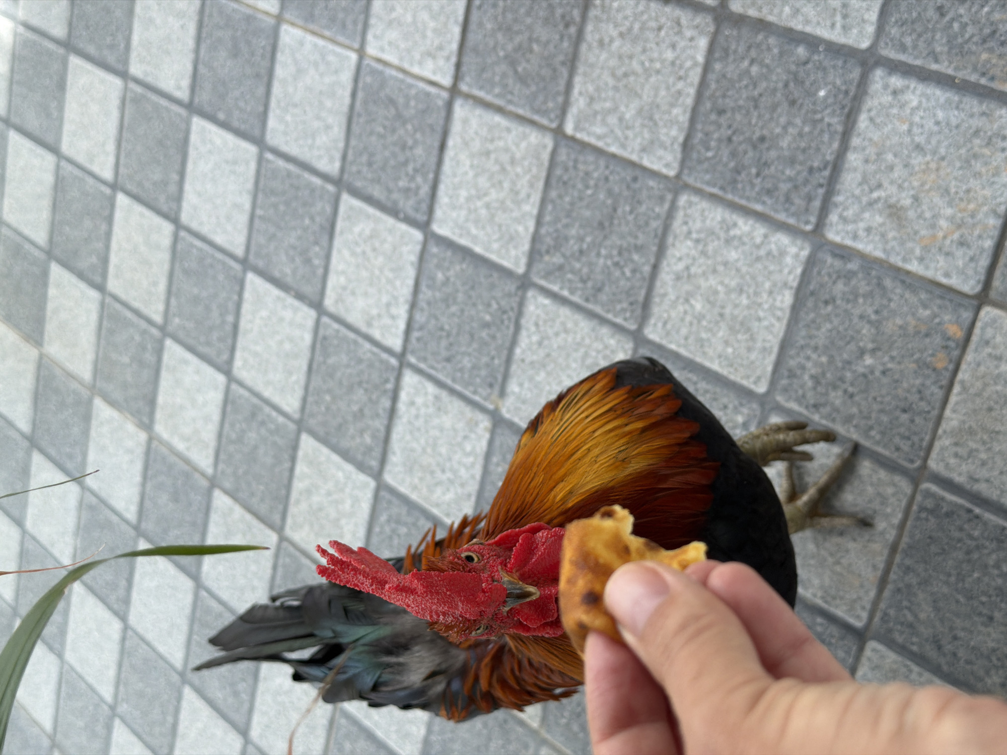 A rooster, identified as a bantam, is being hand-fed a small piece of food on a paved patio area. The rooster has a bright red comb and wattles, with iridescent black and green feathers on its tail and wings, and brown and orange feathers on its body. The hand holding the food is human and appears to belong to a person who is not visible in the frame. The patio is made of square gray and white tiles arranged in a diamond pattern. In the upper left corner of the image, a thin green leaf extends into the frame, possibly from a nearby plant. The overall setting is outdoors, with the ground tile suggesting an urban or public space in Baan Bo Phut, Thailand.