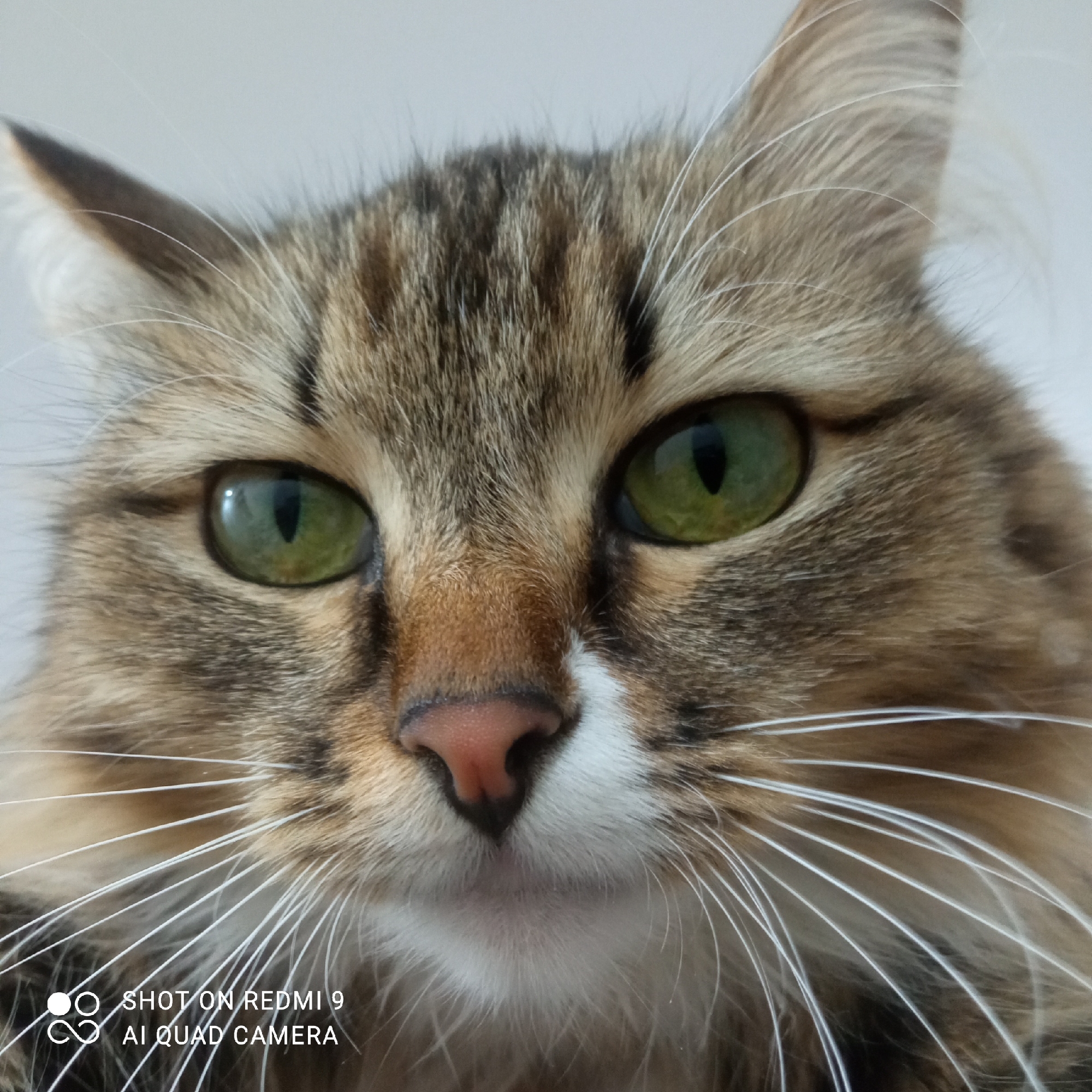 A close-up image shows the face of a cat. The cat has brown and tan fur with stripes, green eyes, a pink nose, and long white whiskers. The background is a plain white surface. The lower left corner of the image includes the text "SHOT ON REDMI 9 AI QUAD CAMERA". The location of Chaikovsky, Russia, is not discernible from the image.
