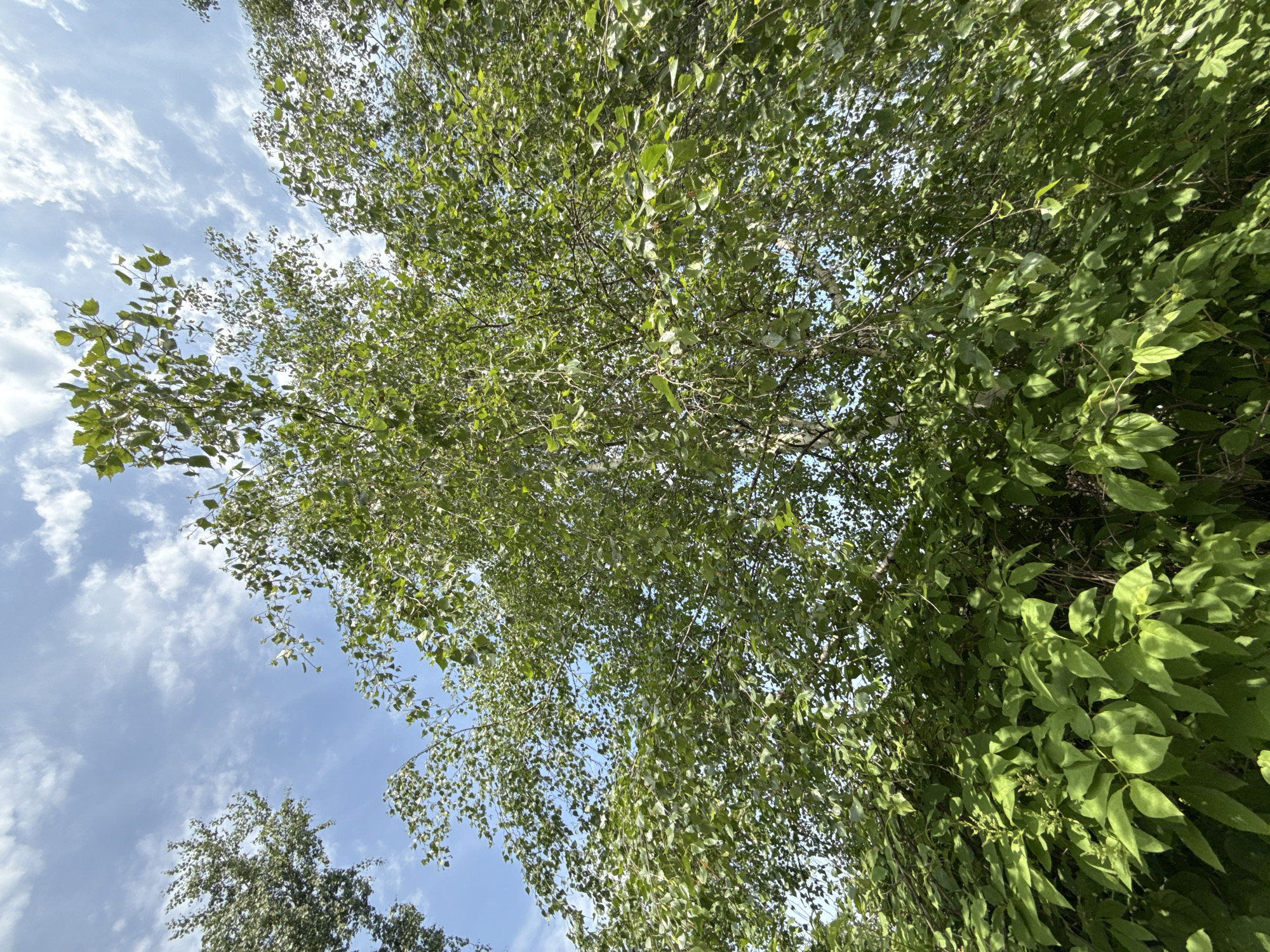 The image presents a view looking upwards into a canopy of green foliage, likely in a wooded area. Leaves fill the majority of the frame, with glimpses of a blue sky with scattered white clouds visible between the leaves. To the right of the frame are vines hanging down the leaves and in the bottom left corner is another tree. Without additional context, it's impossible to confirm the location is Moscow, Russia, and further information would be needed to specify any details about people, objects, actions, or interactions.