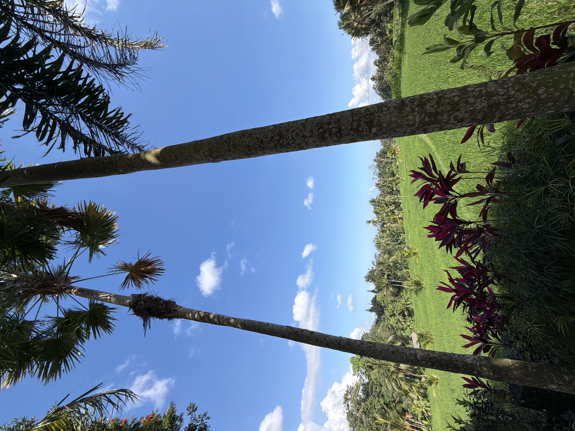 In Tegallalang, Indonesia, two tall palm trees dominate the foreground, their trunks textured and their fronds casting shadows against a bright blue sky dotted with white clouds. The left palm tree has a nest built into its trunk. Beyond the trees, a vibrant green rice paddy stretches across a hillside, interspersed with smaller palm saplings. A traditional Balinese hut is visible in the middle distance. The lower part of the image shows lush foliage, including plants with striking deep red leaves, in the foreground. The scene is bathed in natural sunlight, suggesting it is daytime.