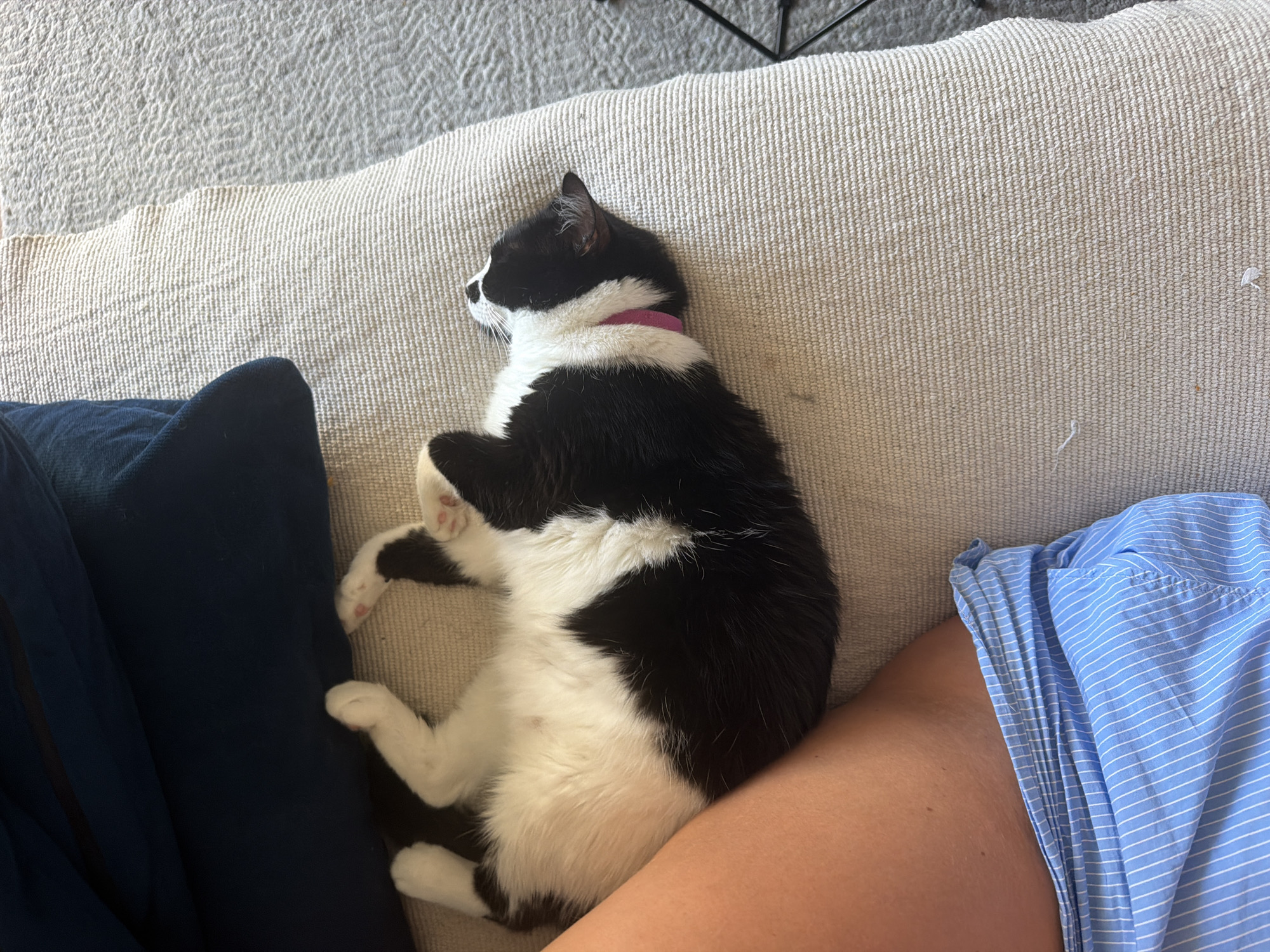 A black and white cat is lying on its back on a beige couch next to a person's legs, which are covered by a blue and white striped garment. The cat is wearing a pink collar. A dark blue pillow is visible behind the cat. The scene appears to be indoors. There is no information available to determine the location in the city of Belgrade, Serbia.