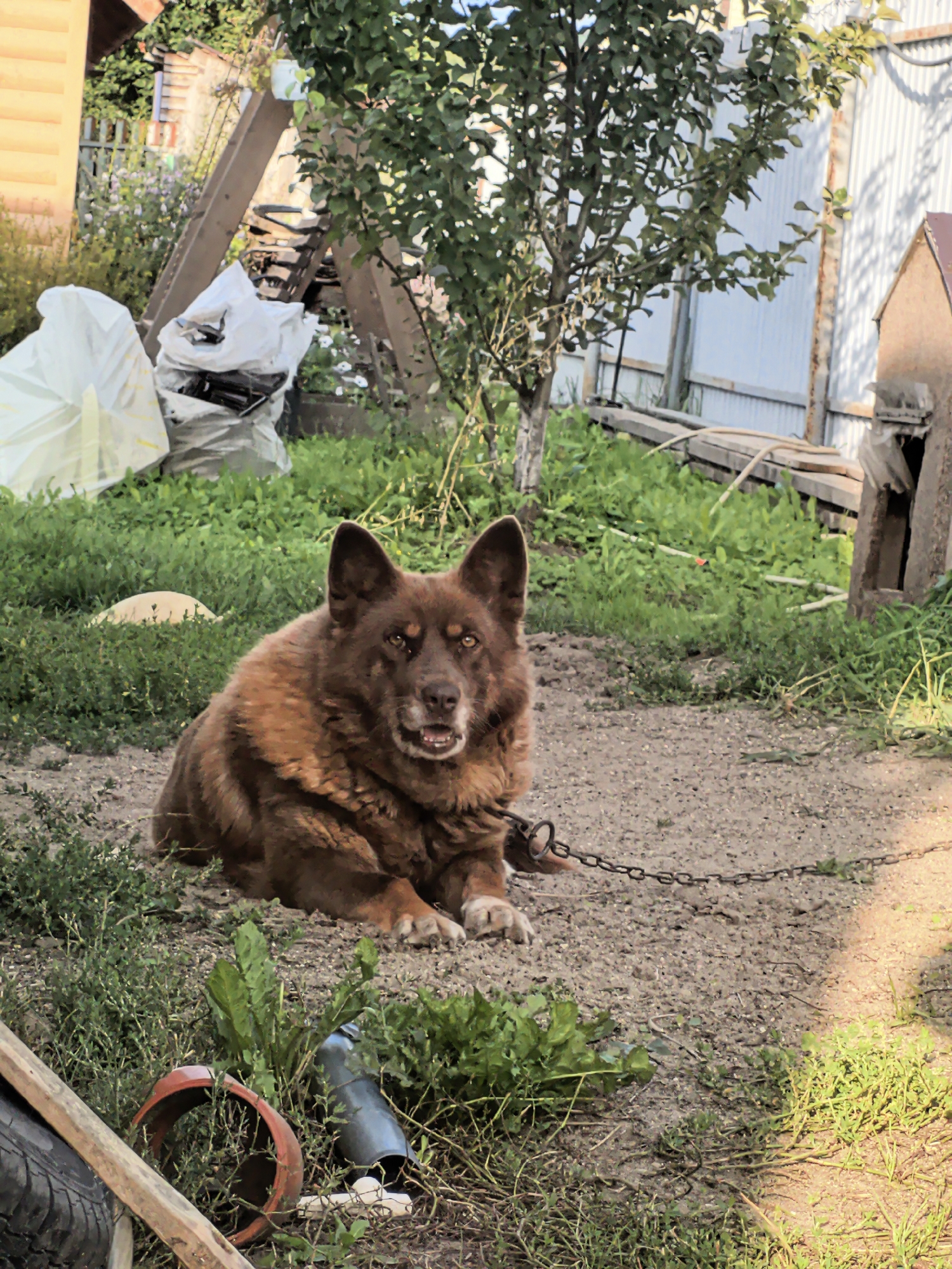 A medium-sized, brown dog with erect ears and a fluffy coat is lying on a gravelly patch of ground outdoors. The dog is chained by a metal chain attached to its collar, which extends to the right of the frame. The dog appears alert and is looking directly at the camera with its mouth slightly open. In the background, to the left, are two large white bags, possibly filled with trash or garden waste, next to a wooden structure. Further back, there is greenery, a tree with dense foliage, and a fence. To the right of the dog, a small, rudimentary doghouse made of wood is visible. The environment suggests a rural or backyard setting. The ground is a mixture of gravel and scattered green vegetation. The lighting indicates it is daytime, with dappled sunlight and shadows.