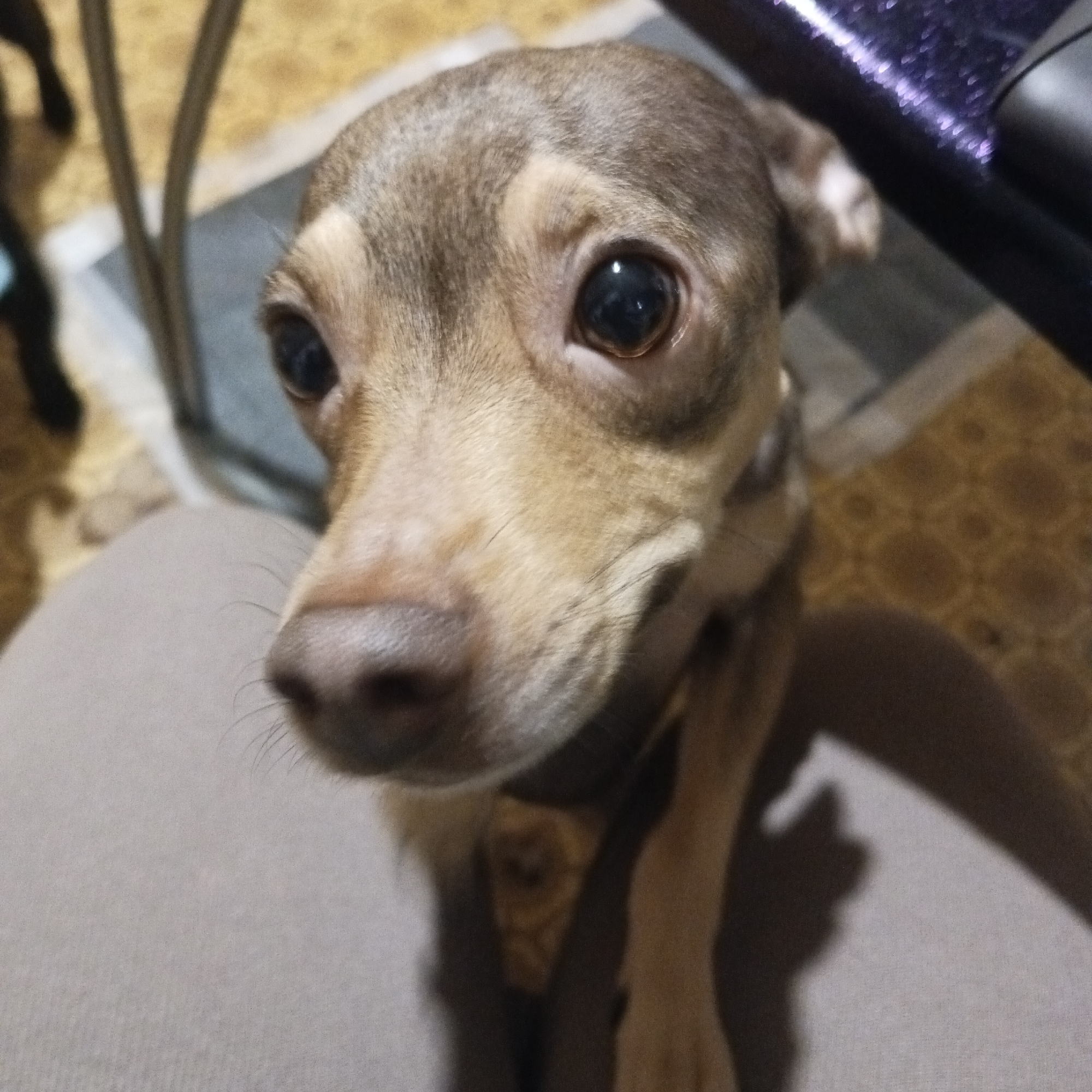 A small, short-haired dog with light brown and tan fur, possibly a Chihuahua or similar small breed, is the central subject of this close-up, eye-level shot. The dog has large, dark, round eyes that gaze directly at the viewer, conveying an attentive and slightly curious expression. Its nose is dark and prominent, and its whiskers are visible around its snout.
The dog is positioned on what appears to be a person's lap or very close to them, with a light-colored fabric (likely pants or clothing) visible in the lower left portion of the image. The setting is indoors, with blurry background elements suggesting a domestic environment. In the background, to the left, thin, dark, vertical lines, possibly metal furniture legs, are visible. To the right, a dark, shiny, textured object, perhaps part of a chair or other furniture, is partially visible. The floor appears to have a textured or patterned surface in shades of brown and yellow. The lighting suggests an indoor setting, possibly with artificial light. There is no visible text in the image.