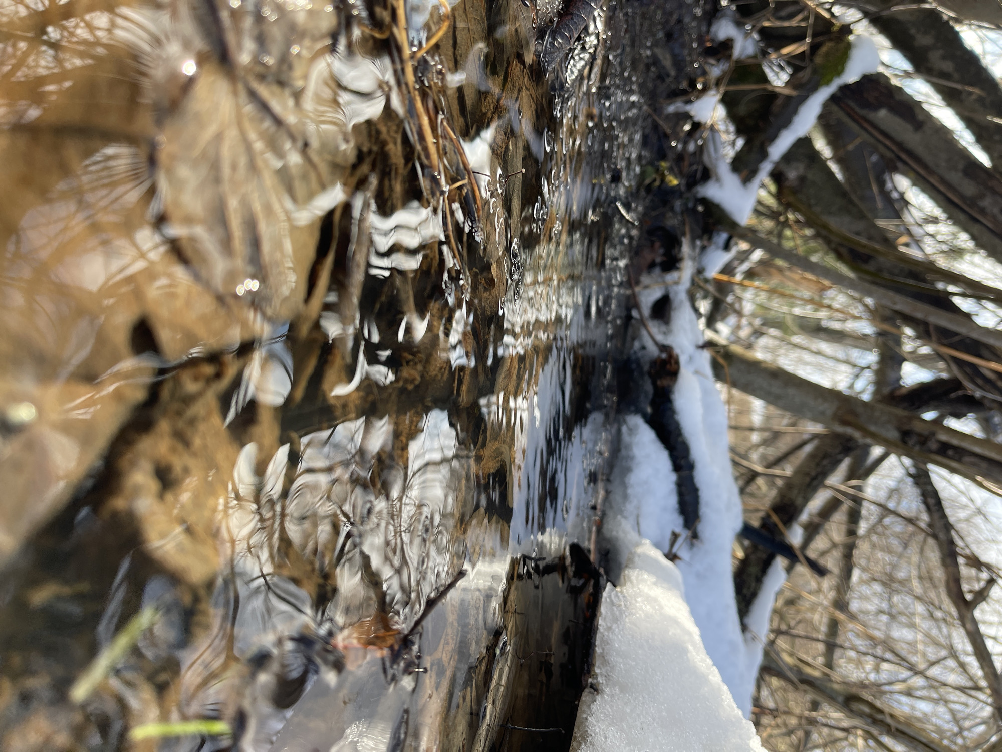 The image shows a close-up view of a small stream flowing over a fallen log. The left side of the image is filled with water reflecting submerged leaves and branches. The water is clear enough to see the details of the debris beneath. The log is partially covered in snow and ice on the right side. Bare tree branches are visible in the background, indicating a winter scene. The image seems to be taken at ground level or very close to it, focusing on the interaction of water, wood, and snow in a natural setting. Zhigalki, Russia, is not apparent in the image.