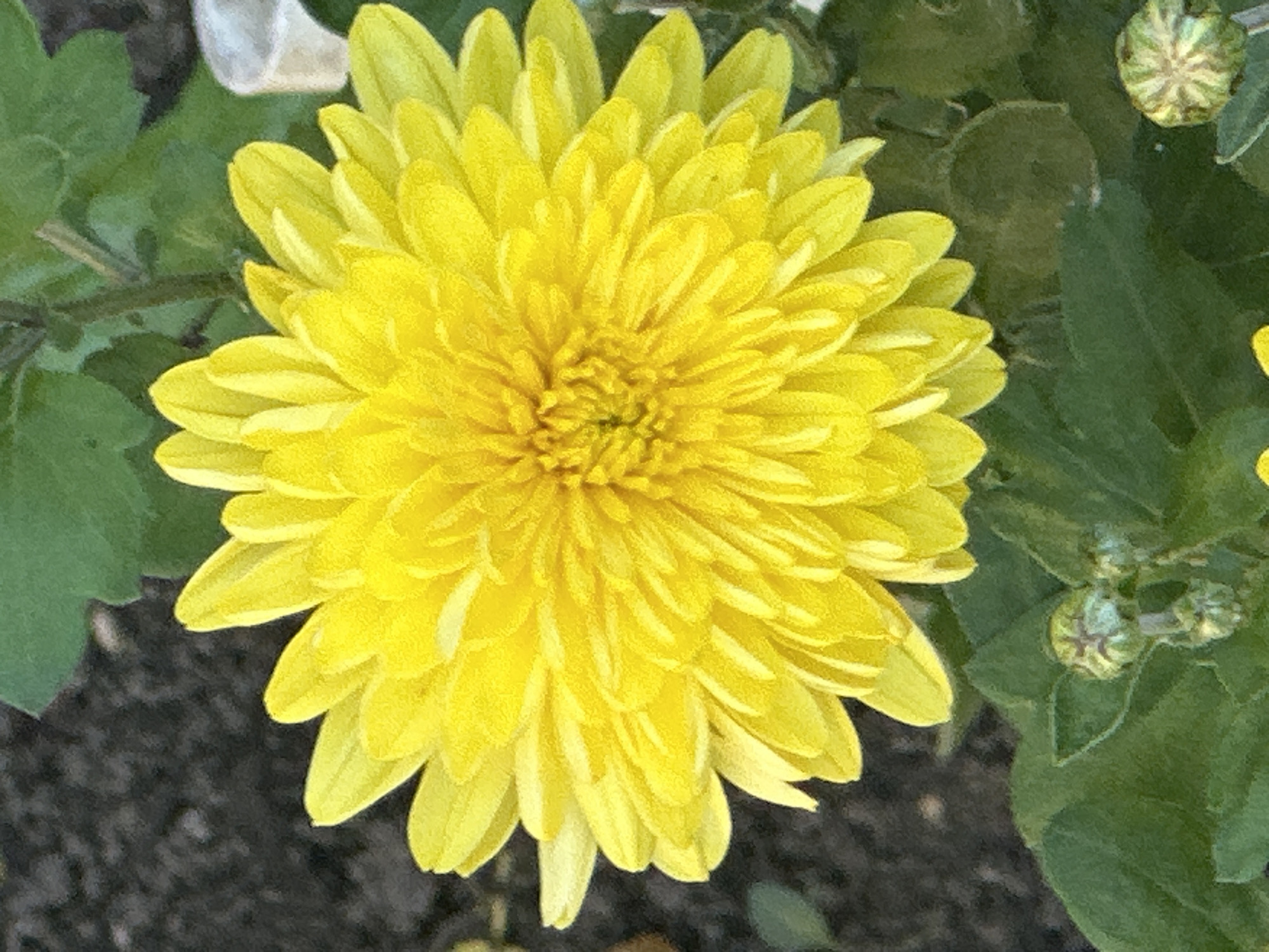 A close-up, eye-level, vertical shot captures a vibrant yellow chrysanthemum flower in full bloom, dominating the frame. The flower exhibits numerous ray florets arranged in multiple layers, radiating from a central disc. The petals are slender and slightly curved, creating a sense of depth and fullness. The background is softly blurred, with out-of-focus green foliage and dark soil, suggesting an outdoor garden setting. In the lower portion of the image, several unopened chrysanthemum buds are visible amidst the leaves. The lighting appears to be natural daylight, highlighting the bright yellow hue of the flower. The image's composition and subject matter do not provide any contextual information that would allow for a specific location within the city of Podolsk, Russia, or details about people, actions, or interactions.