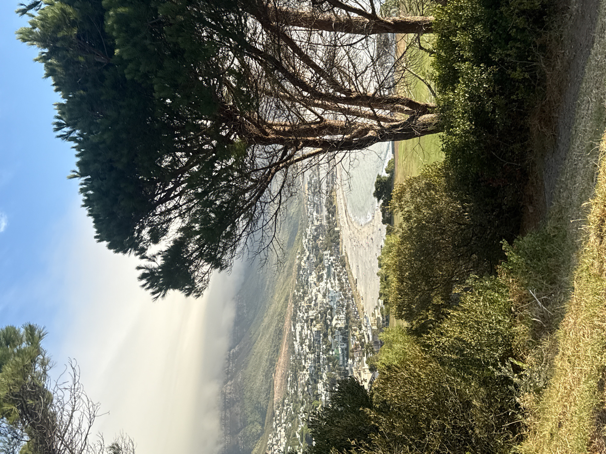 The image presents an elevated panoramic view of Camps Bay in Cape Town, South Africa. The foreground features a gentle slope covered in dry, golden-brown grass and a variety of green and brownish-green shrubs, with a faint dirt path visible on the lower right. Several mature conifer trees with dark green needle-like foliage and visible brown barked trunks dominate the right side and partially frame the upper left of the scene.
In the mid-ground, the wide, light-colored sandy beach of Camps Bay extends in a long crescent. Numerous indistinct human figures are visible on the beach, indicating recreational activity. The ocean water near the shore is a light greenish-blue, transitioning to deeper hues further out, with gentle waves breaking. Immediately behind the beach, a dense urban area of Camps Bay unfolds, characterized by numerous white and light-colored residential and commercial buildings that stretch along the coastline and up the lower slopes of the mountains.
The background is dominated by the green, rugged slopes of the Twelve Apostles mountain range, part of Table Mountain National Park. The upper sections of these mountains are partially obscured by dense, low-lying white and light grey clouds, characteristic of the "tablecloth" effect. To the right of the urban area, a large, flat, vibrant green grassy field is visible, and further in the distance on the far right, a white structure, likely the Cape Town Stadium, is faintly discernible. The scene is illuminated by natural light, suggesting either early morning or late afternoon conditions.