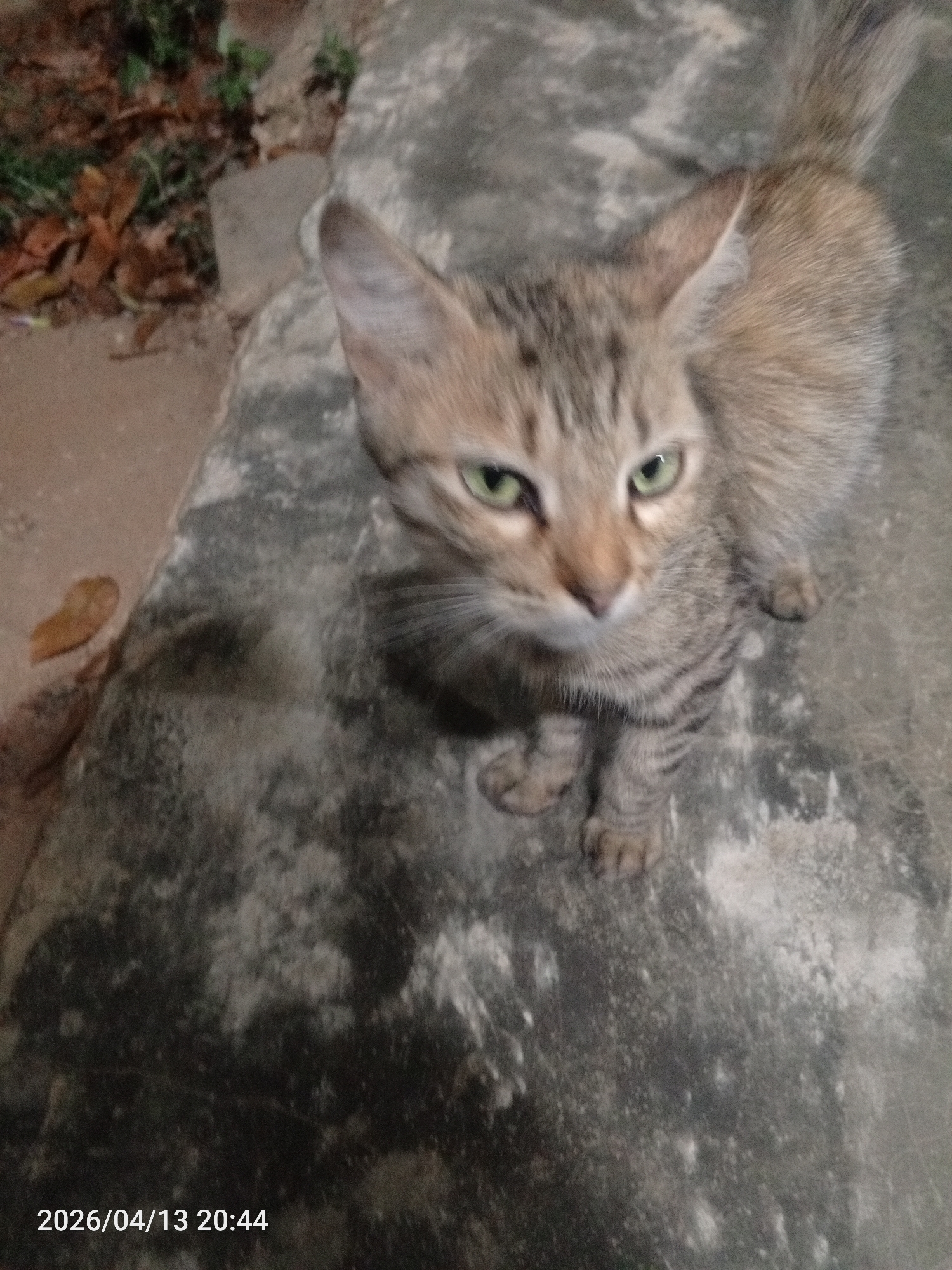 The image shows a tabby cat standing on a concrete surface. The cat has green eyes and a grey and tan coat. The background includes some foliage and a patch of ground. The photo was taken in Tinaquillo, Venezuela on April 13, 2026 at 20:44.