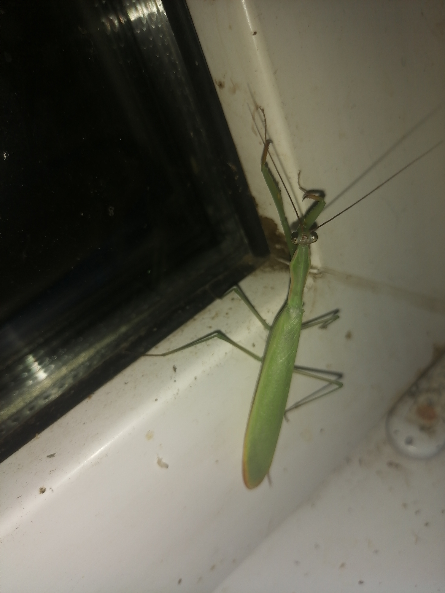 A green praying mantis is perched on a white surface, with a dark, reflective background to the left. The mantis is oriented diagonally, with its head pointing towards the upper right. Its forelegs are raised and appear to be in a predatory stance. The white surface shows some specks of dirt and debris. The dark background appears to be a window or reflective panel. The lighting suggests an indoor environment, possibly at night or in a dimly lit area. There are no people or other animals visible in the image. The overall scene is static.