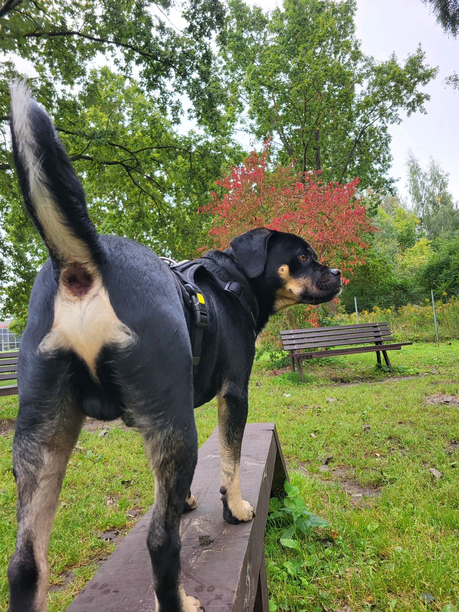 A black and tan dog with a distinctive white marking on its hindquarters stands on a wooden bench in a park. The dog is facing to the right, looking out of frame. Its tail is raised and curves to the left. Behind the dog, a wooden bench is visible on a grassy area. Further in the background, there are trees with green and red foliage, suggesting it is autumn. The sky is overcast. The scene is likely in a park in Jelgava, Latvia, given the context provided, but the image itself does not contain any explicit location markers.