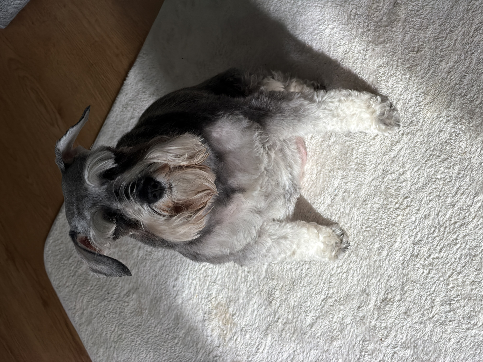 A salt-and-pepper Miniature Schnauzer is lying on a white shaggy rug. The dog is positioned diagonally in the frame, with its head near the upper left corner and its hind legs extended towards the lower right. The dog's ears are erect, and its muzzle has the characteristic Schnauzer beard. Light sources create shadows on the rug. The location is unknown and cannot be inferred from the image.