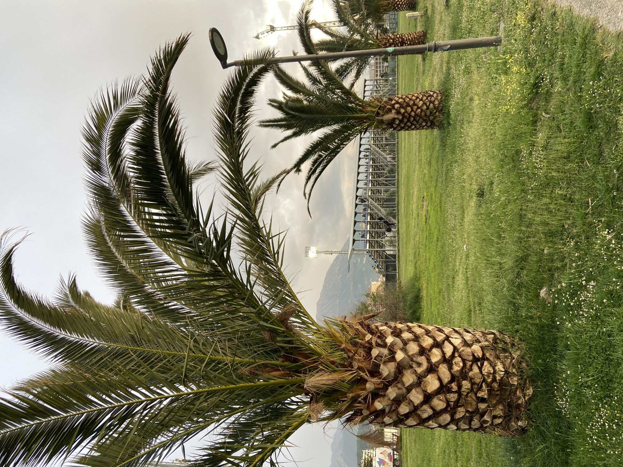 The image, if oriented correctly, presents an outdoor scene dominated by several palm trees and a vast grassy area under an overcast sky.
In the foreground and mid-ground, multiple palm trees stand with their thick, textured trunks featuring a distinct diamond-patterned surface. Their abundant green fronds arch gracefully, filling a significant portion of the sky and casting some shadows. The ground is covered in lush green grass, dotted with small white and yellow wildflowers, particularly visible in the closer sections.
Several dark, modern lampposts are interspersed among the palm trees, receding into the background. One lamppost is clearly visible between two prominent palm trees.
The background reveals a range of mountains beneath the cloudy sky. Between the palm trees and the mountains, various man-made structures are visible. These include extensive metal frameworks, possibly part of a stadium or industrial complex. A tall structure with bright floodlights, characteristic of sports arenas, stands out in the distance. Hints of a construction crane are also perceptible further back, and a distant vehicle with some branding is partially visible.
The time of day appears to be daytime, likely late afternoon or early morning, or simply a very cloudy day, given the diffused light and overcast sky. No direct human activity is observed. The scene suggests a landscaped area, possibly a park or a roadside green space, adjacent to a more developed area, consistent with the coastal city of Bar, Montenegro. No legible text is visible in the frame, though a small green sticker is present on one lamppost.