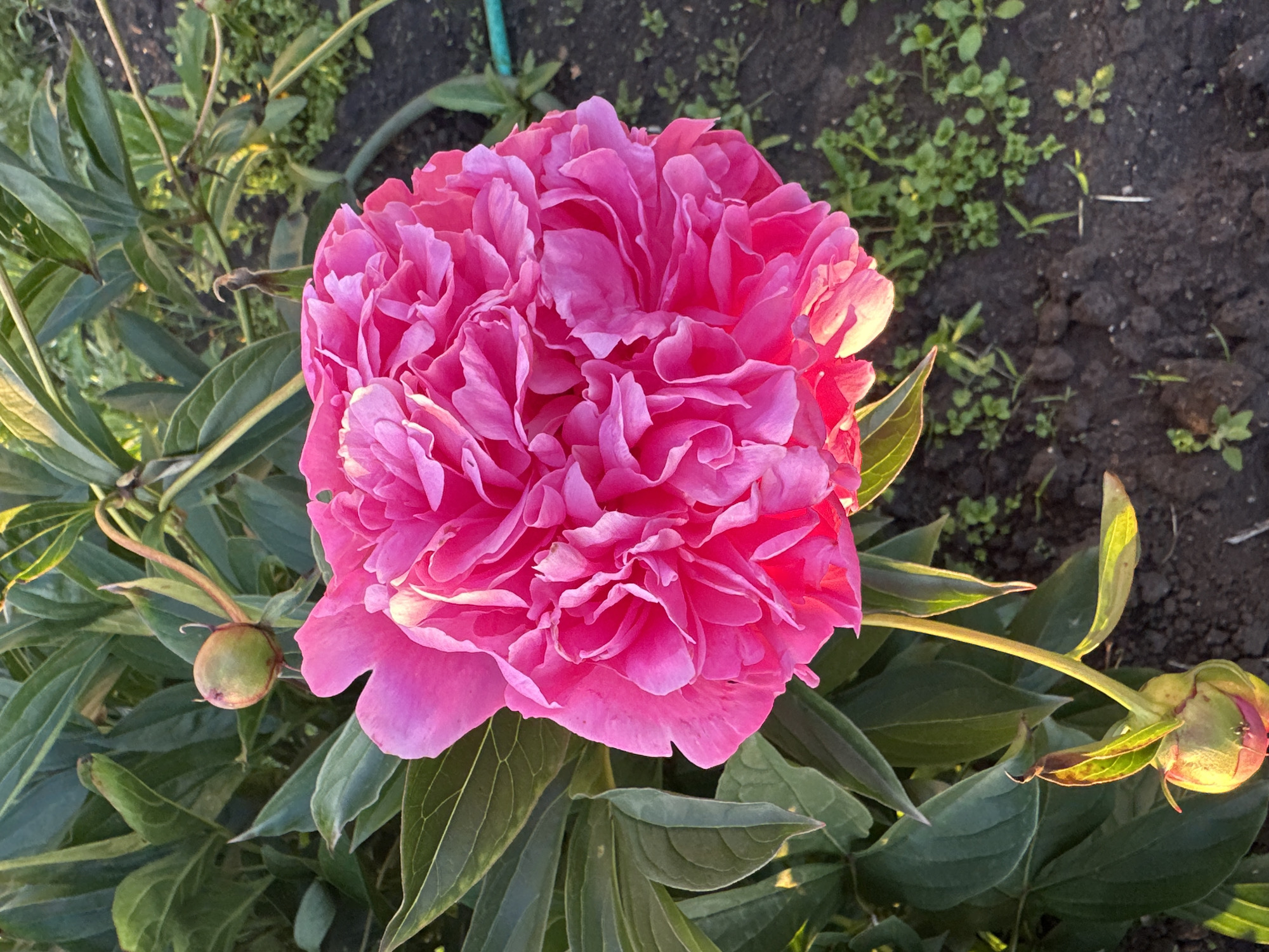 The image displays a close-up, eye-level shot of a vibrant pink peony flower in full bloom. The flower is the central subject, with its layered petals filling the majority of the frame. To the left of the flower, a single unopened peony bud is visible, appearing green with hints of pink. The flower and bud are surrounded by lush, dark green foliage. The background consists of dark, rich soil with sparse green weeds and some dried leaves scattered throughout. The lighting suggests it is late afternoon or early evening, as warm sunlight casts a glow on the right side of the peony and the unopened bud, creating highlights and shadows. The overall setting appears to be a garden in Urazovo, Russia, given the provided location context. There is no visible text in the image. The scene evokes a feeling of natural beauty and the peak of summer bloom.