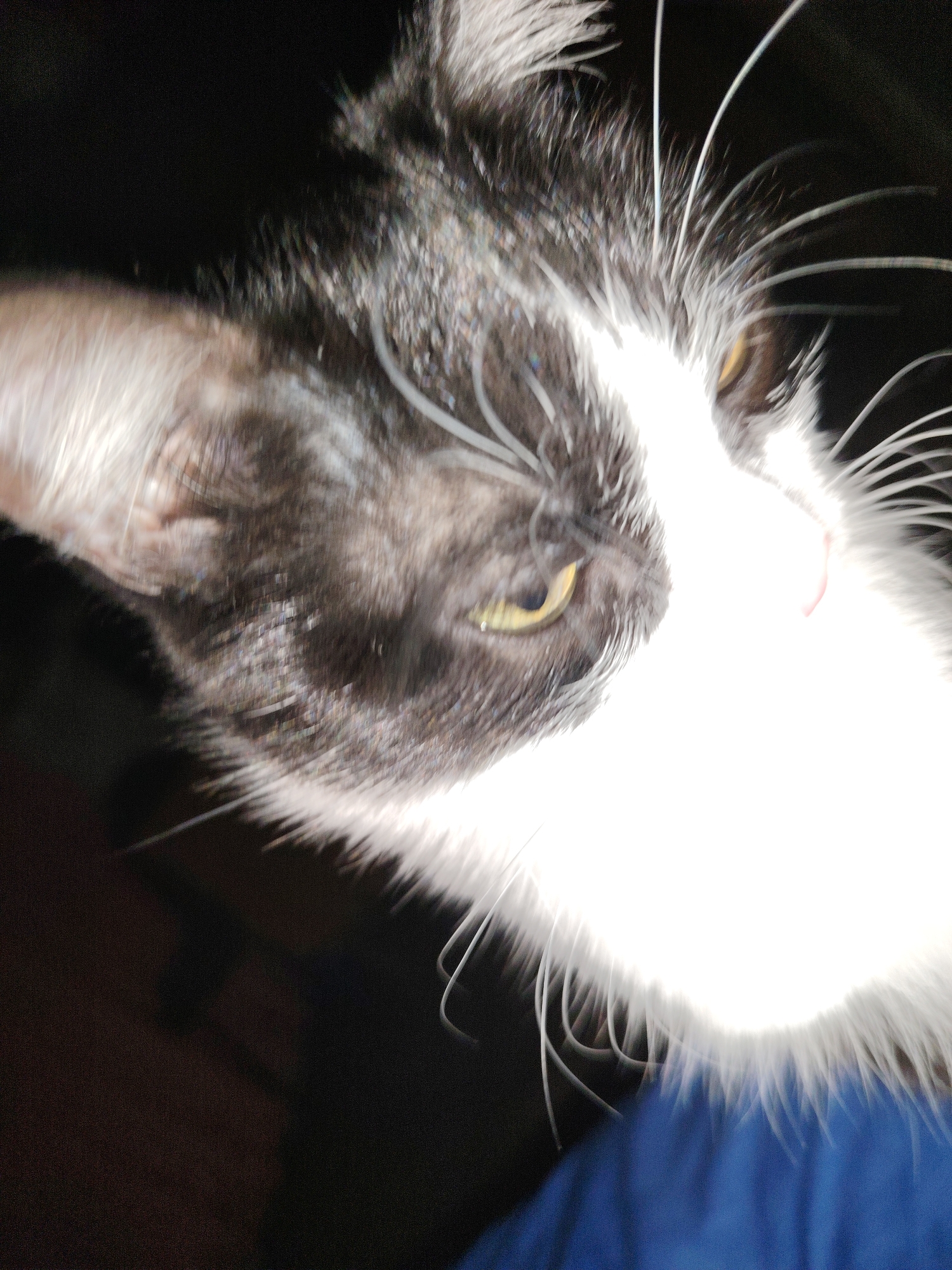 A close-up shot of a black and white cat with yellow eyes. The cat is looking towards the right side of the frame. Part of a blue garment is visible at the bottom of the frame. The environment is dark.