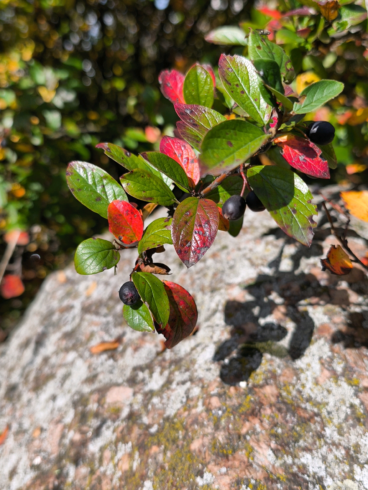In the city of Mahilyow, Belarus, a close-up shot focuses on a branch of a plant adorned with dark berries and leaves exhibiting a gradient of colors from vibrant green to deep red. The branch is positioned diagonally, with the upper right and lower left portions extending out of frame. The foreground is dominated by a rough-textured, greyish-pink rock surface, speckled with patches of yellow and green lichen. In the background, a blurred tapestry of green foliage interspersed with hints of yellow and red suggests an autumnal natural environment. Sunlight casts distinct shadows of the leaves and berries onto the rock, indicating a bright, sunny day. The overall scene is a detailed study of natural elements, likely captured outdoors.